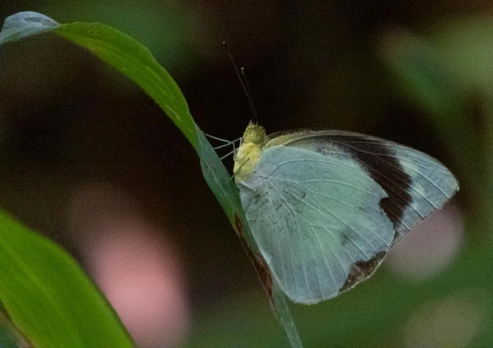 AHAS GAWWA Eco Lodge