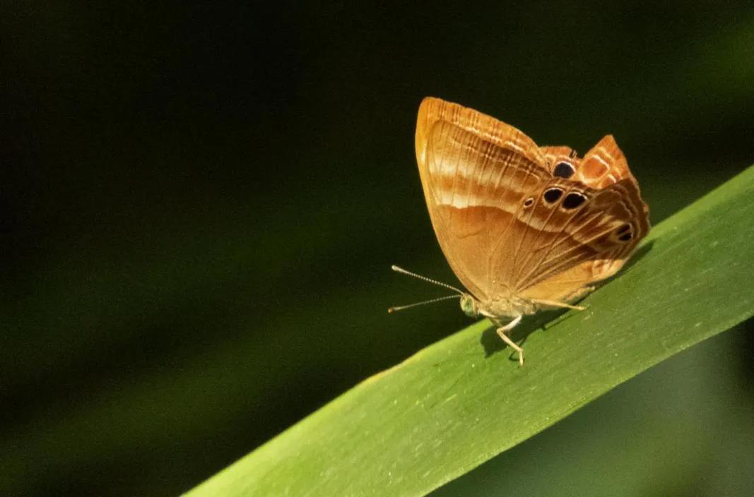 AHAS GAWWA Eco Lodge