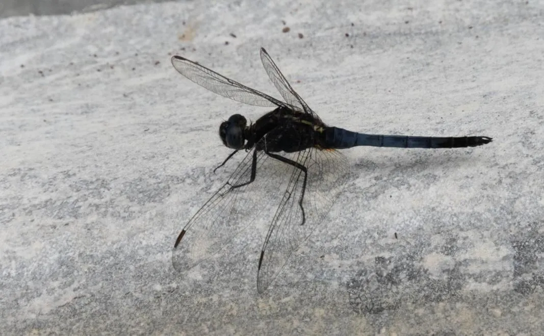 AHAS GAWWA Eco Lodge