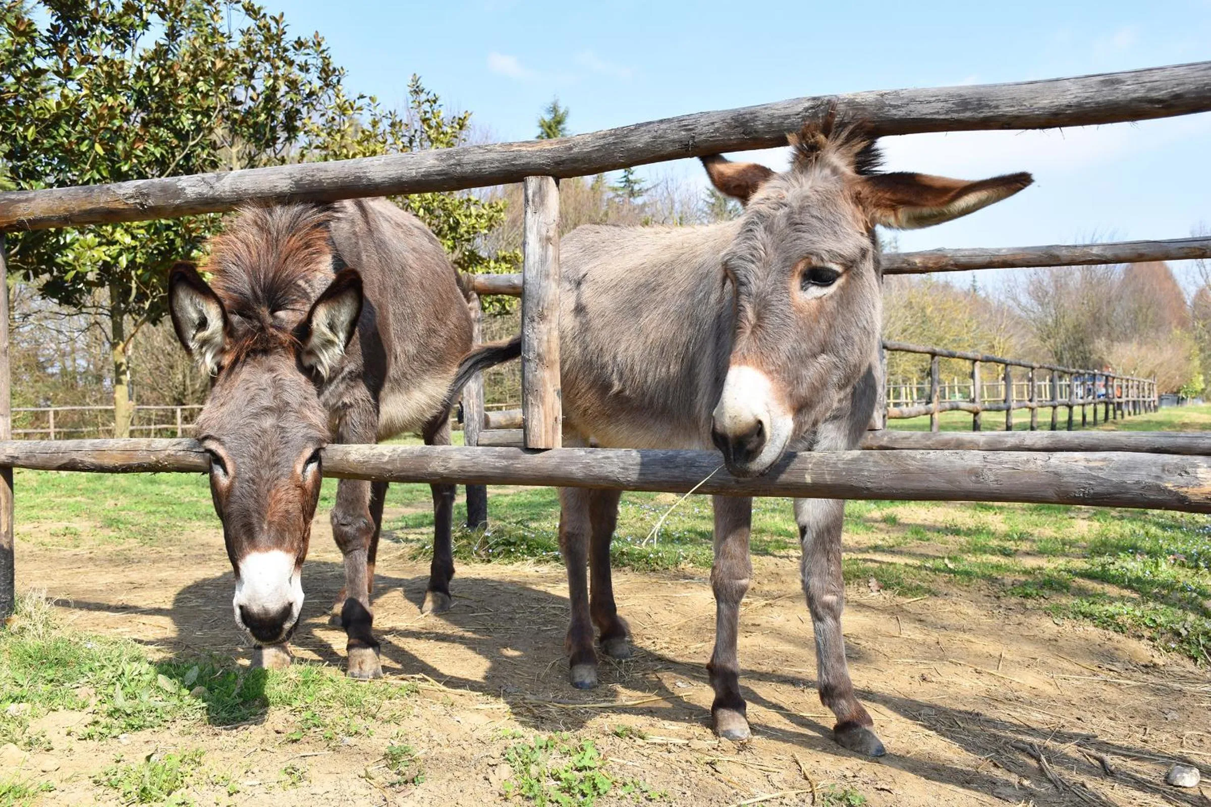 Animals in Venicegreen Agriresort