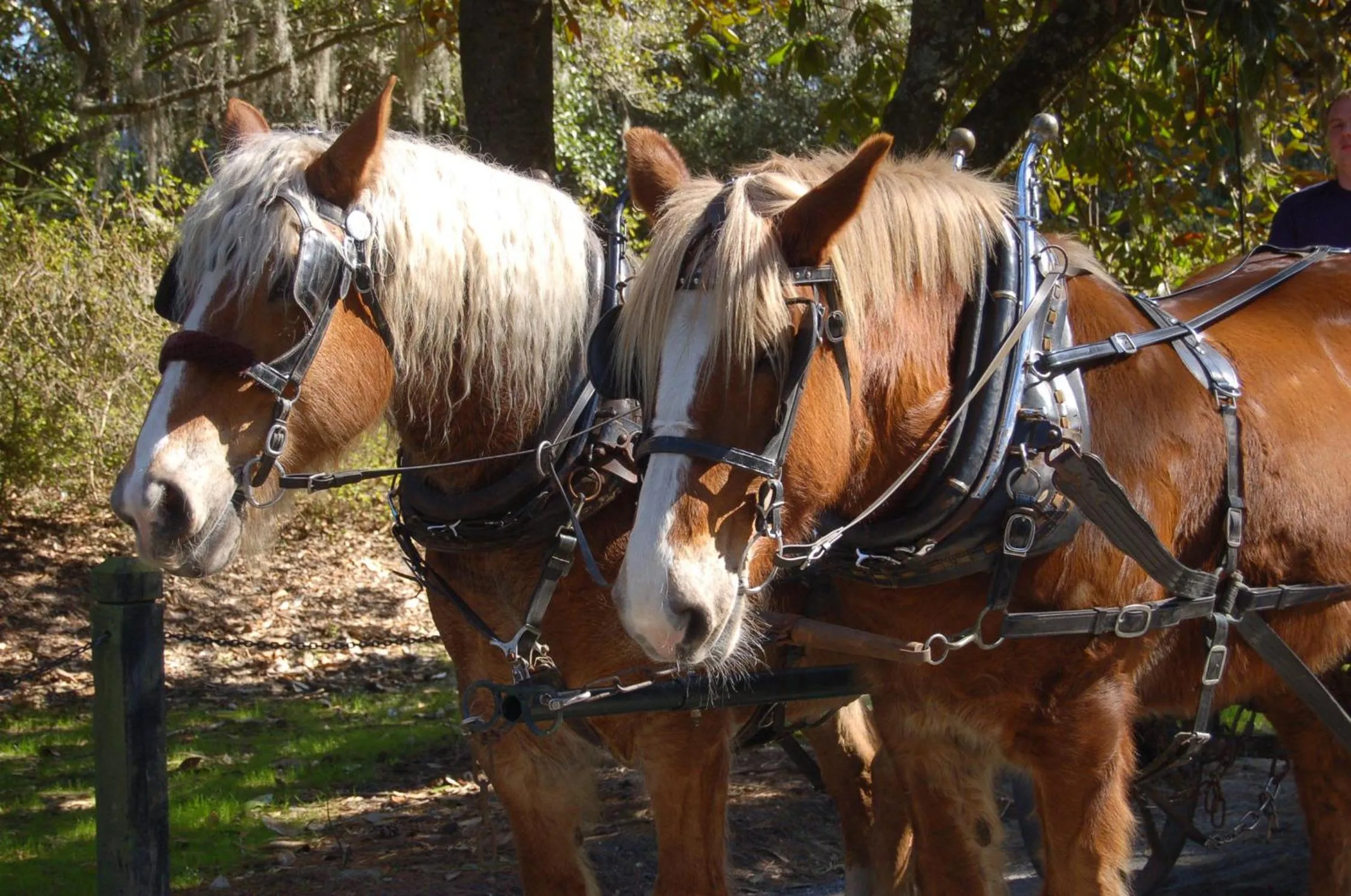 Area and facilities in The Inn at Middleton Place