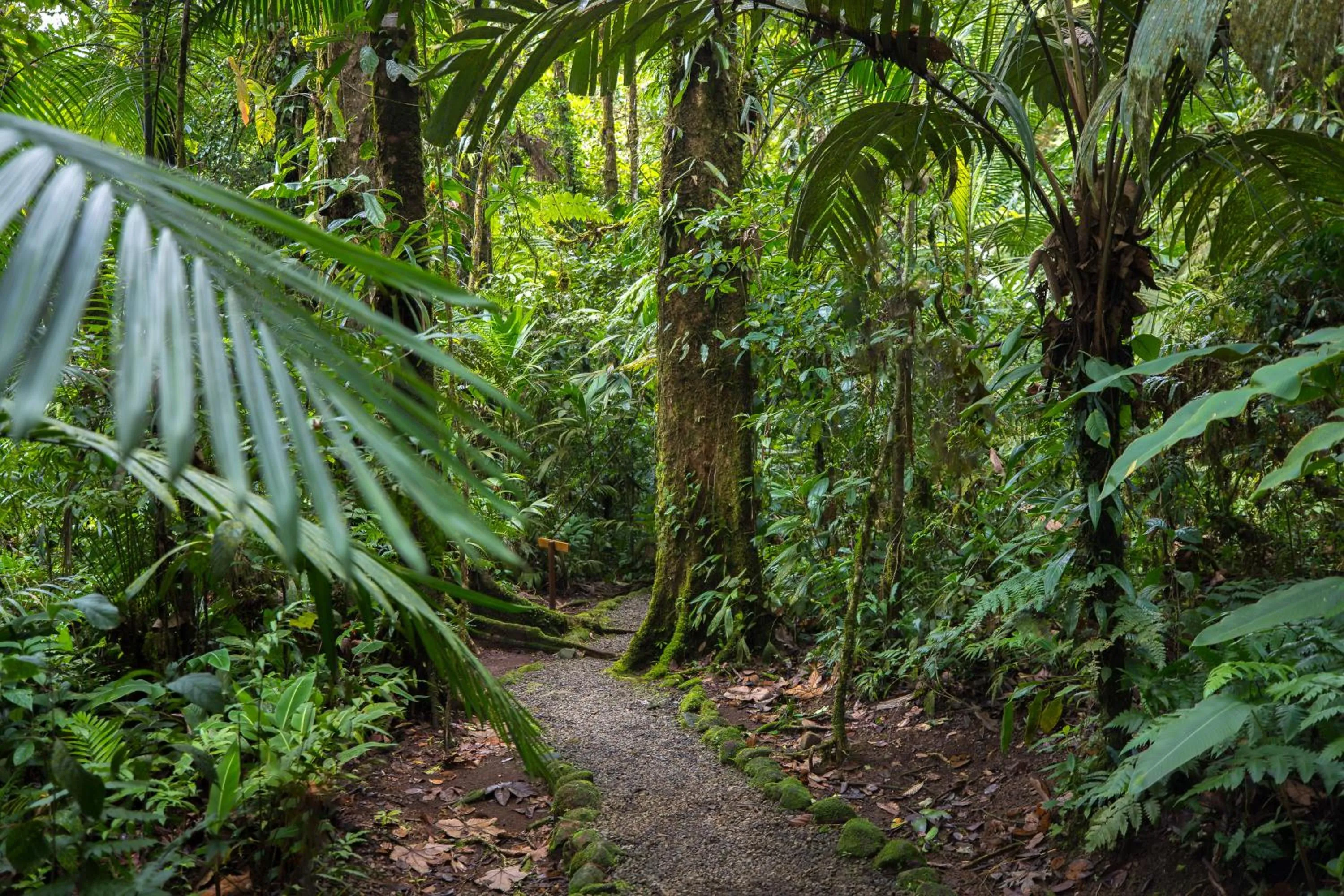 Spring in Hideaway Rio Celeste Hotel