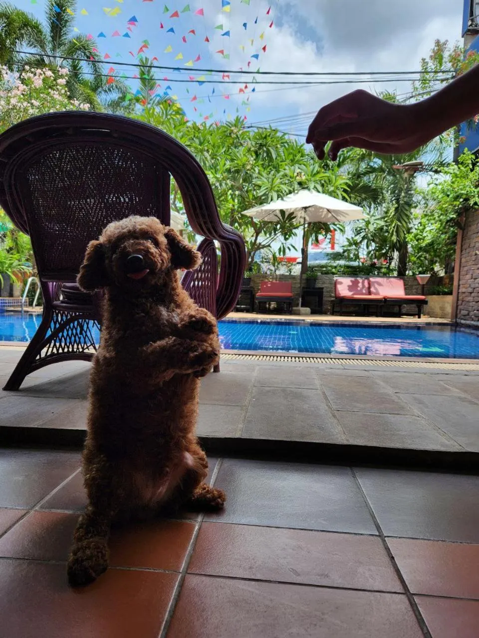 Pool view in Jasmine Lodge Siem Reap