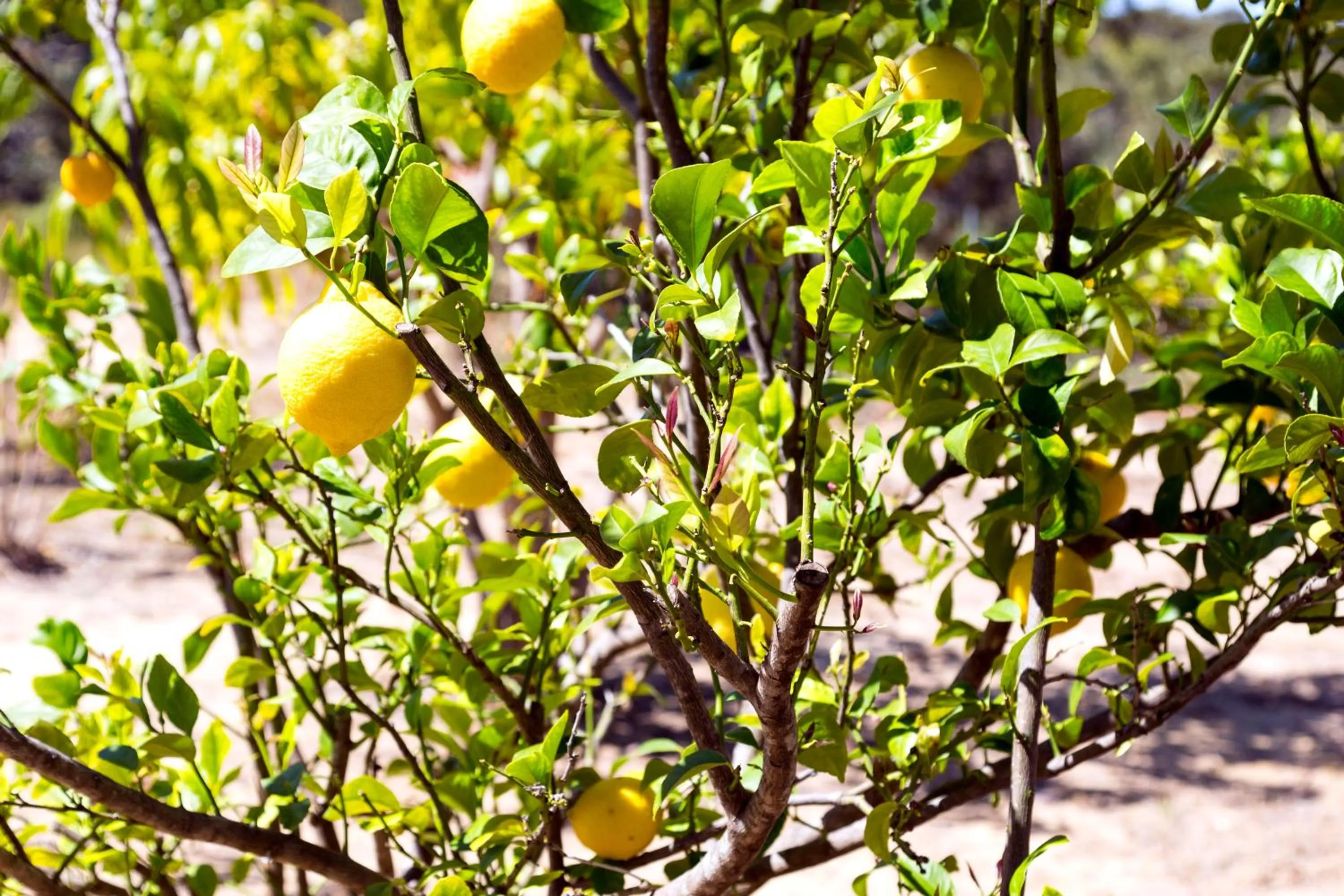 Garden in The Heights Bed & Breakfast