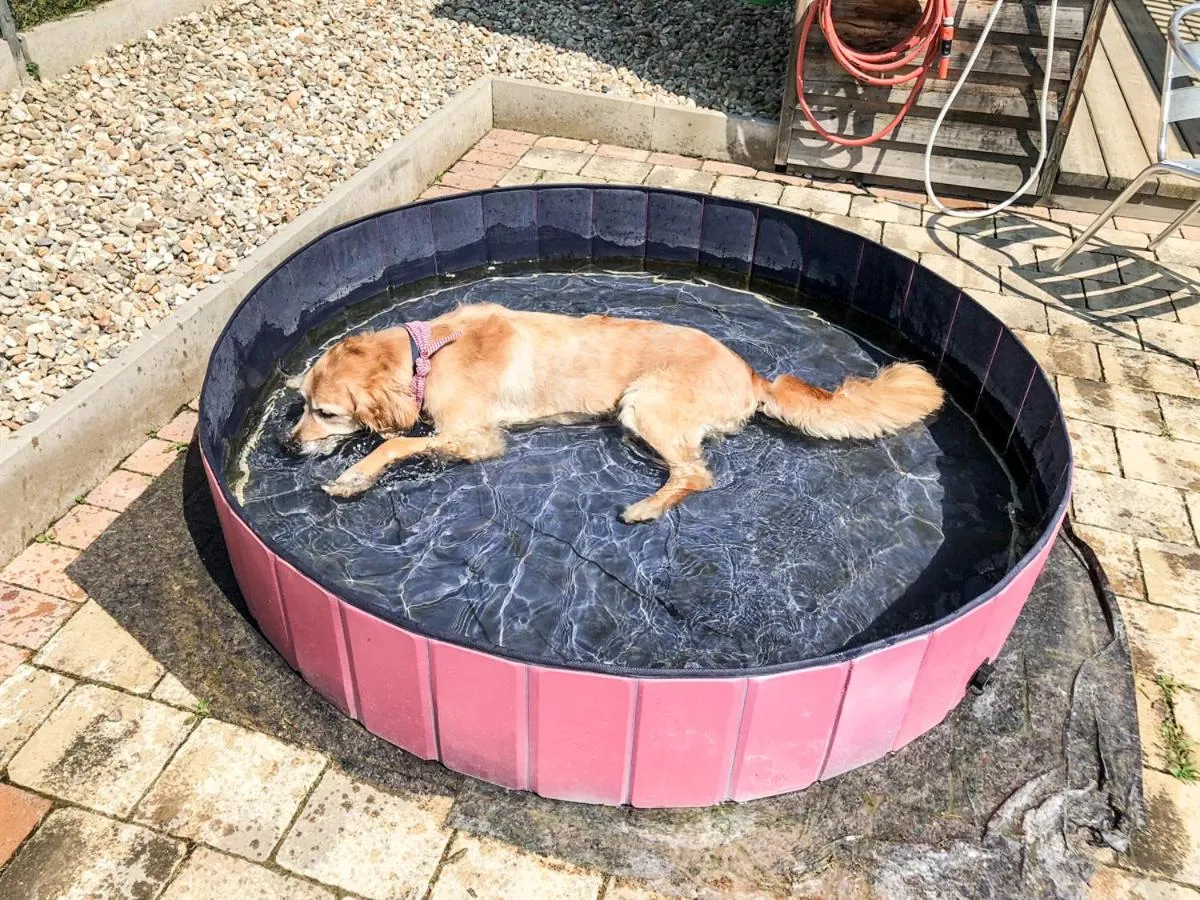 Pets in Das Eisenberg