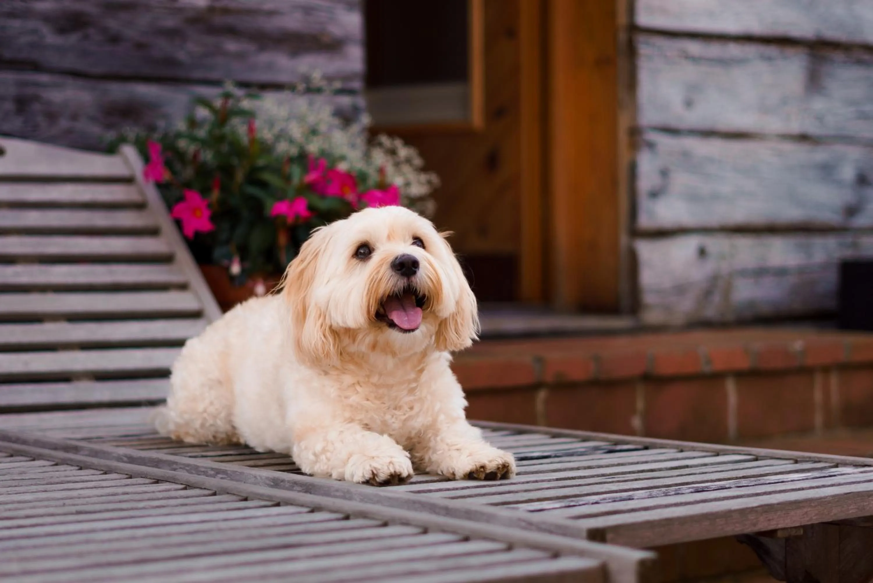 Animals in Das Eisenberg