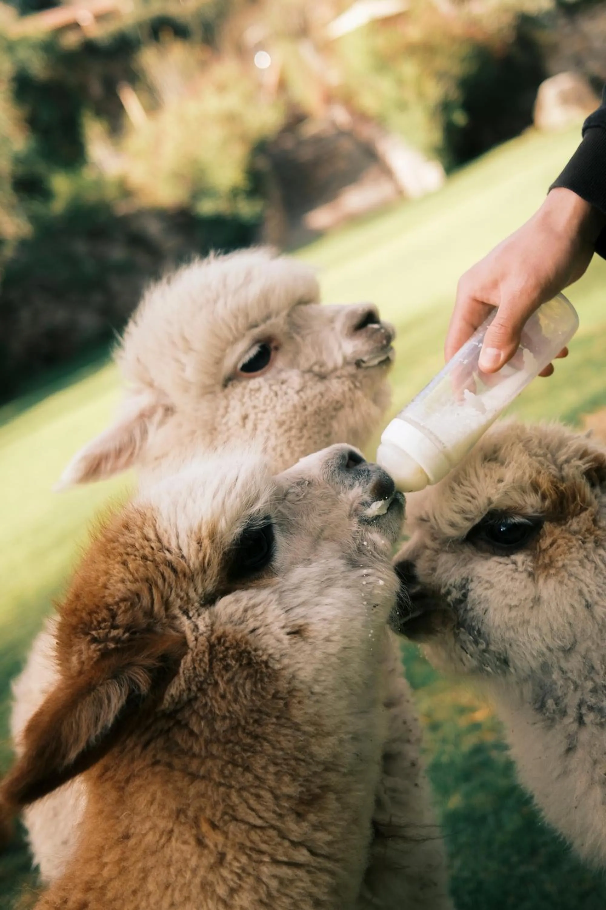 Activities in Rio Sagrado, A Belmond Hotel, Sacred Valley