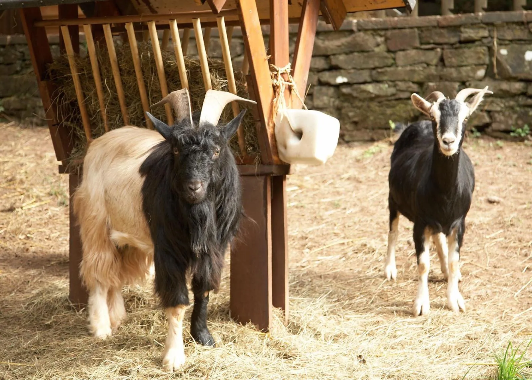 Animals in Heidsmühle