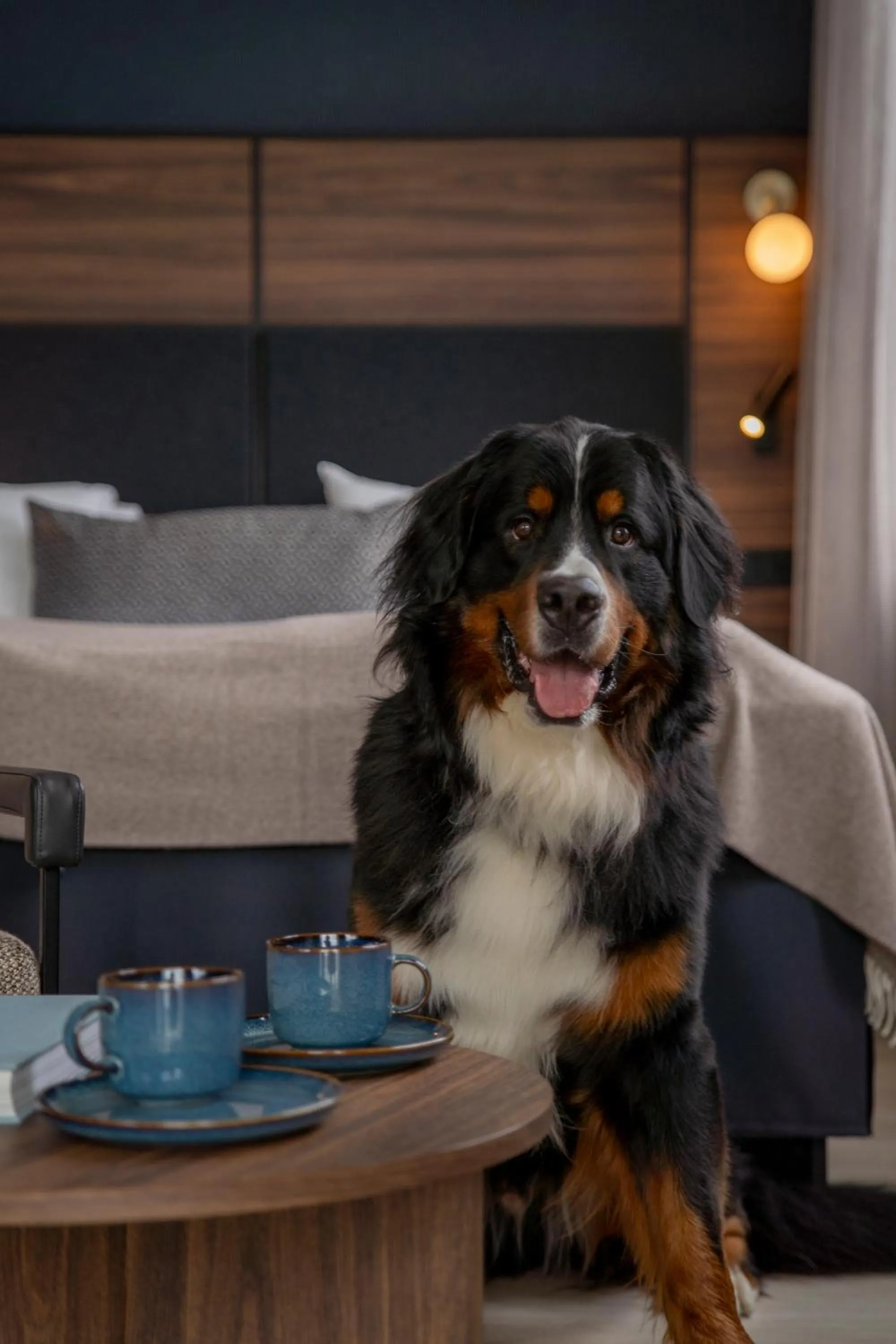 Pets in Quality Hotel Waterfront