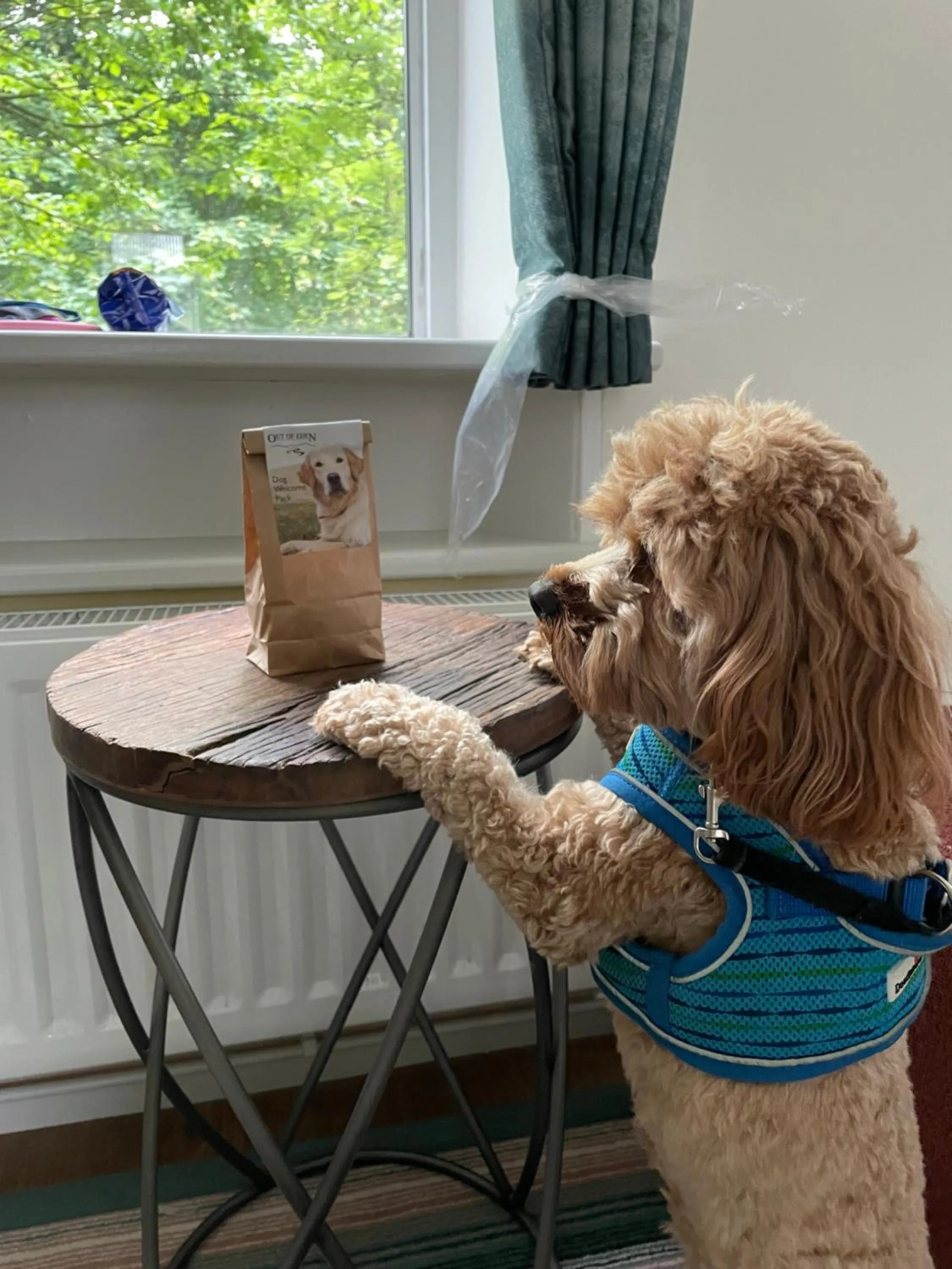 Pets in Royal Oak Hotel