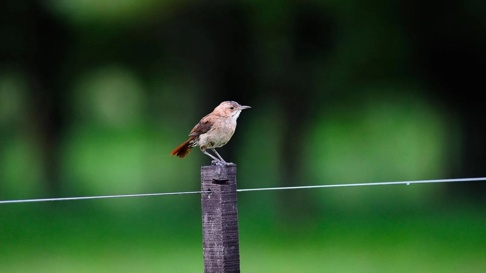 Animals in Estancia La Bandada