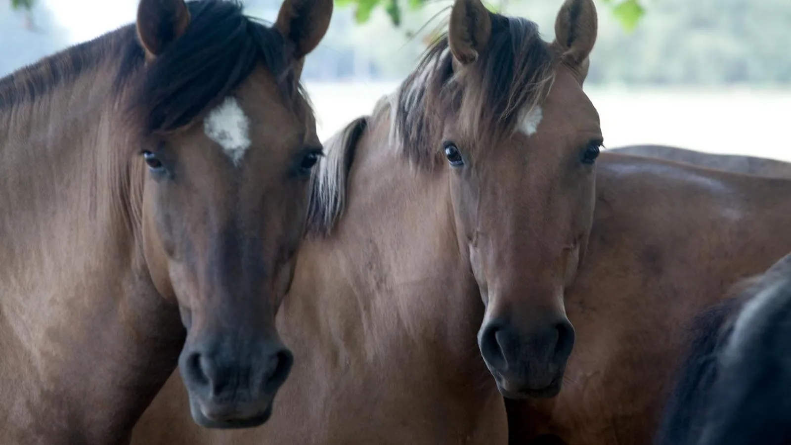 Activities in Estancia La Bandada