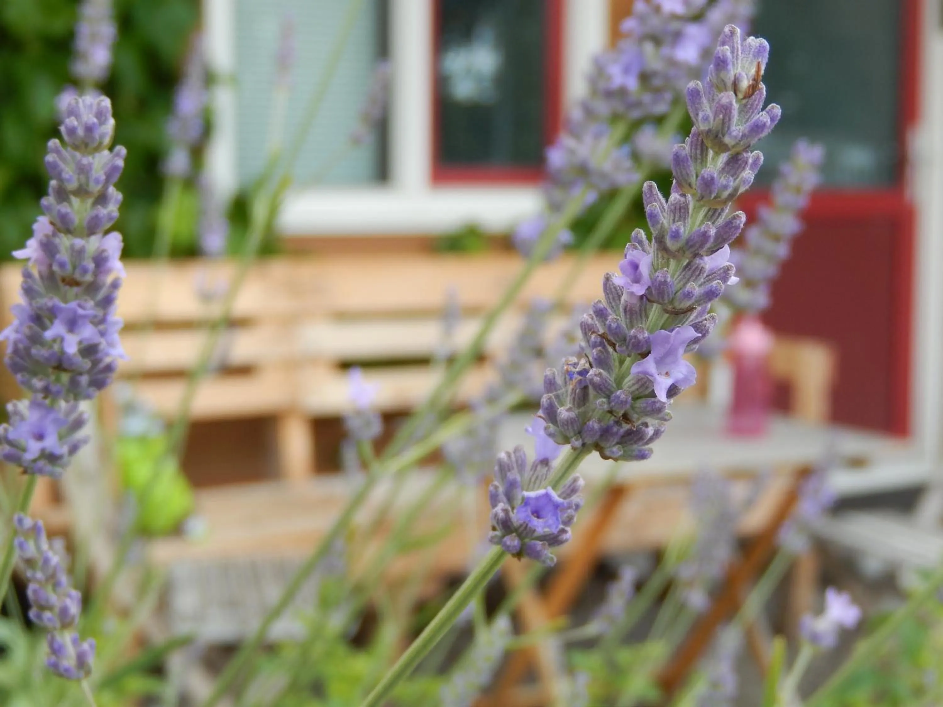Garden in Amsterdam Farm Lodge