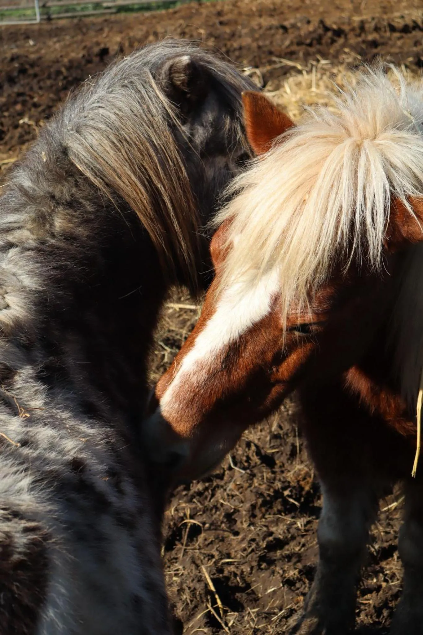 Double Room with Private Bathroom in Poggio dei cavalieri