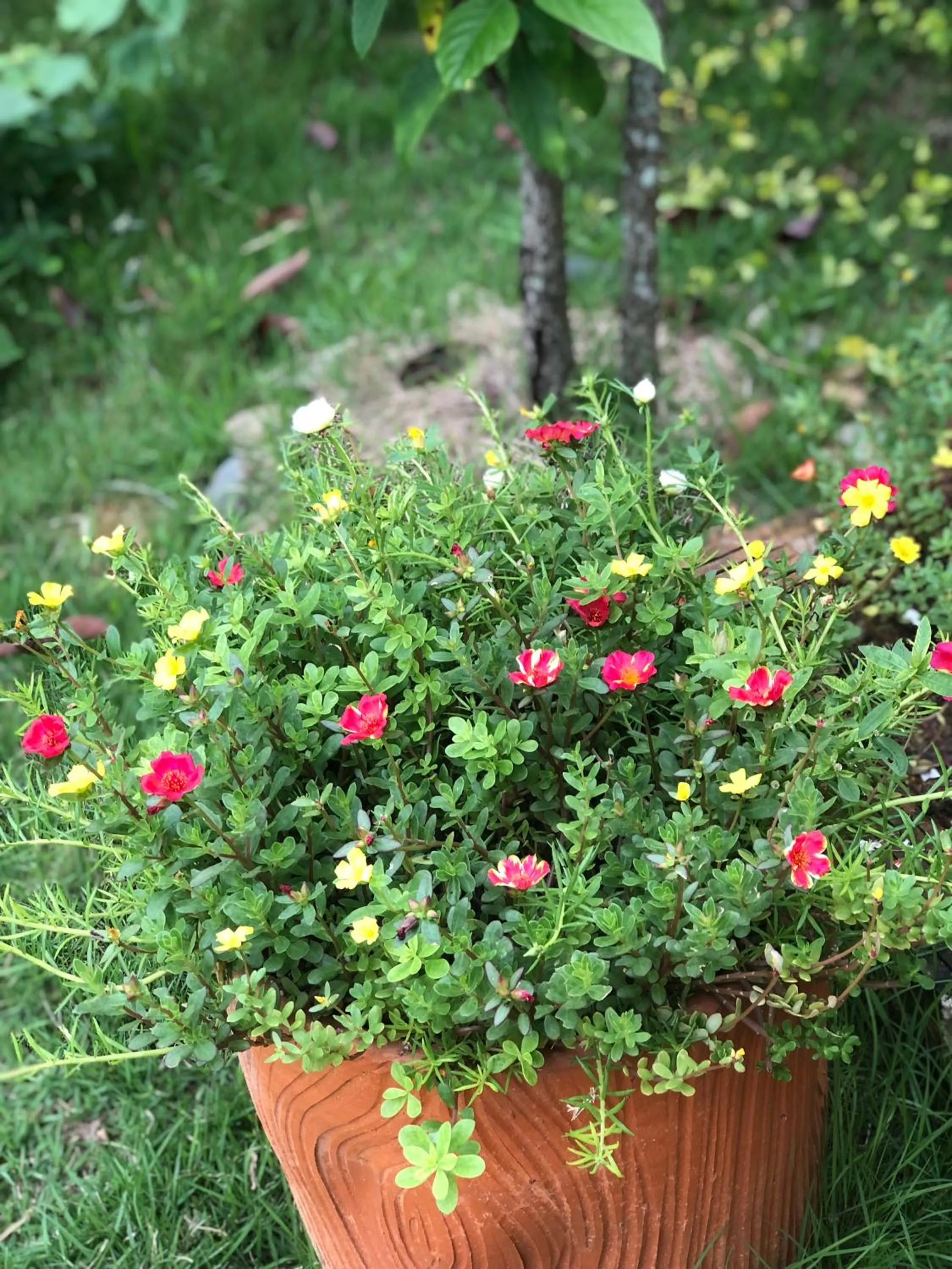 Pura Vida Pai Resort