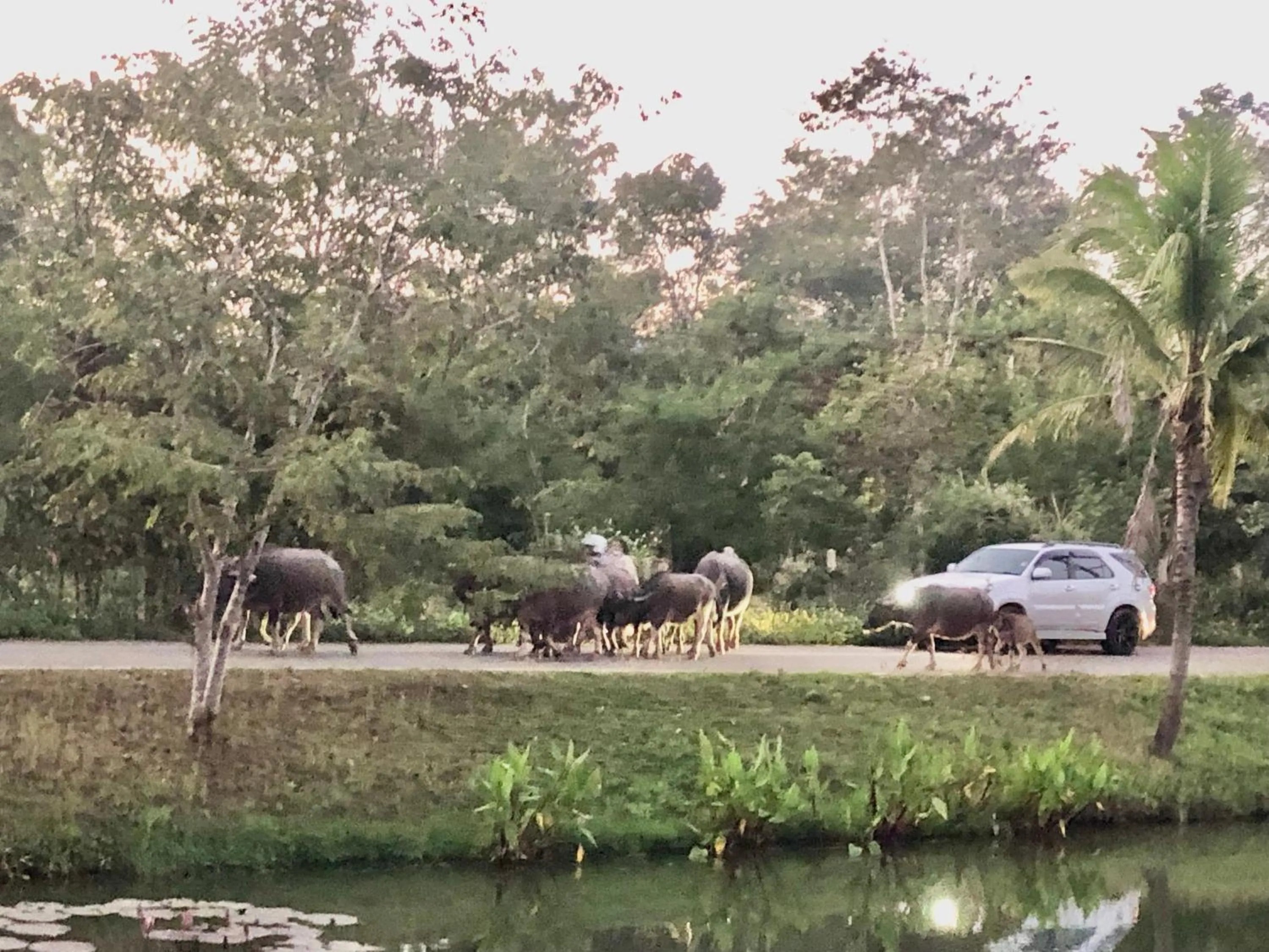Pura Vida Pai Resort