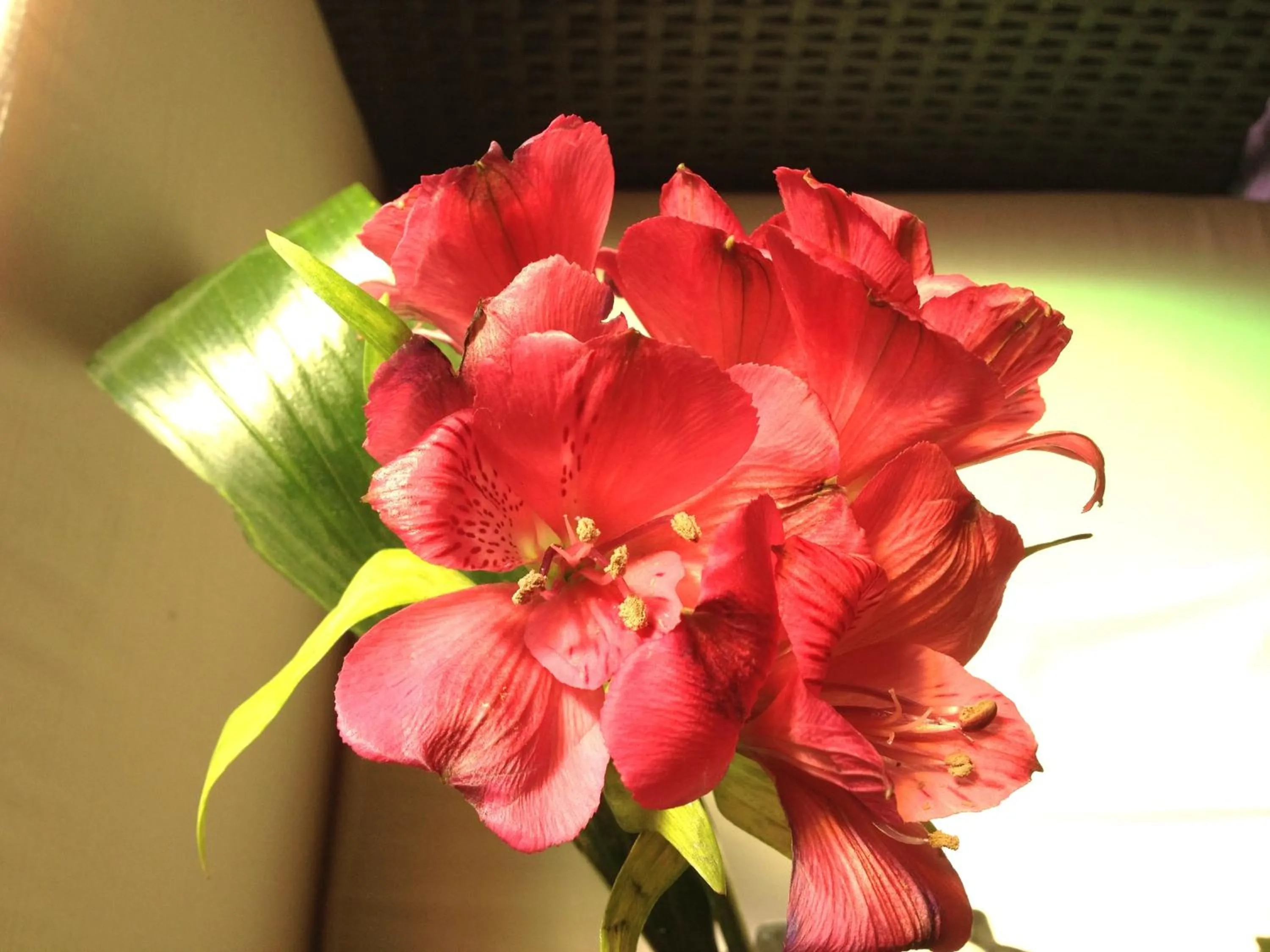 Decorative detail in Hotel Europa