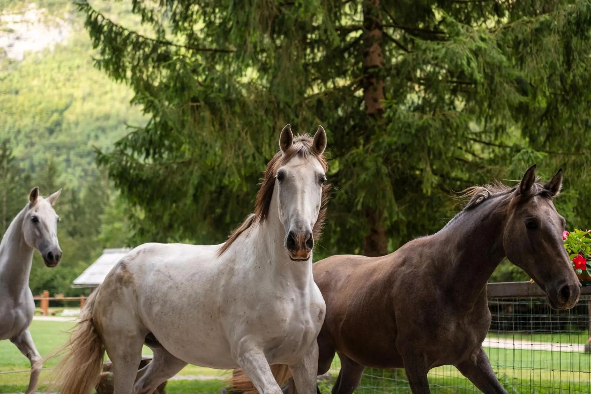 Pristava Lepena Village