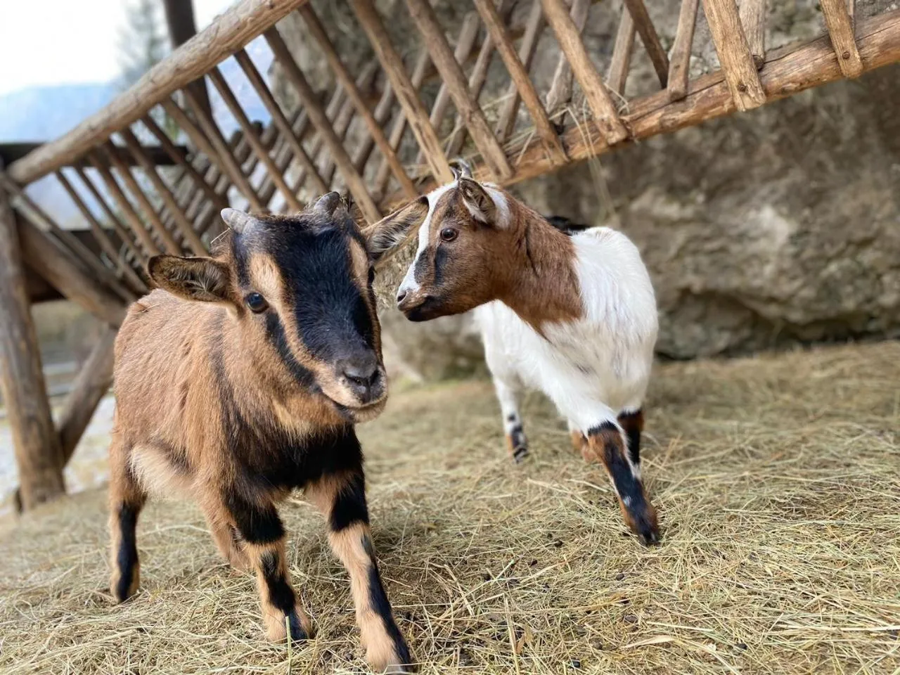 Pristava Lepena Village