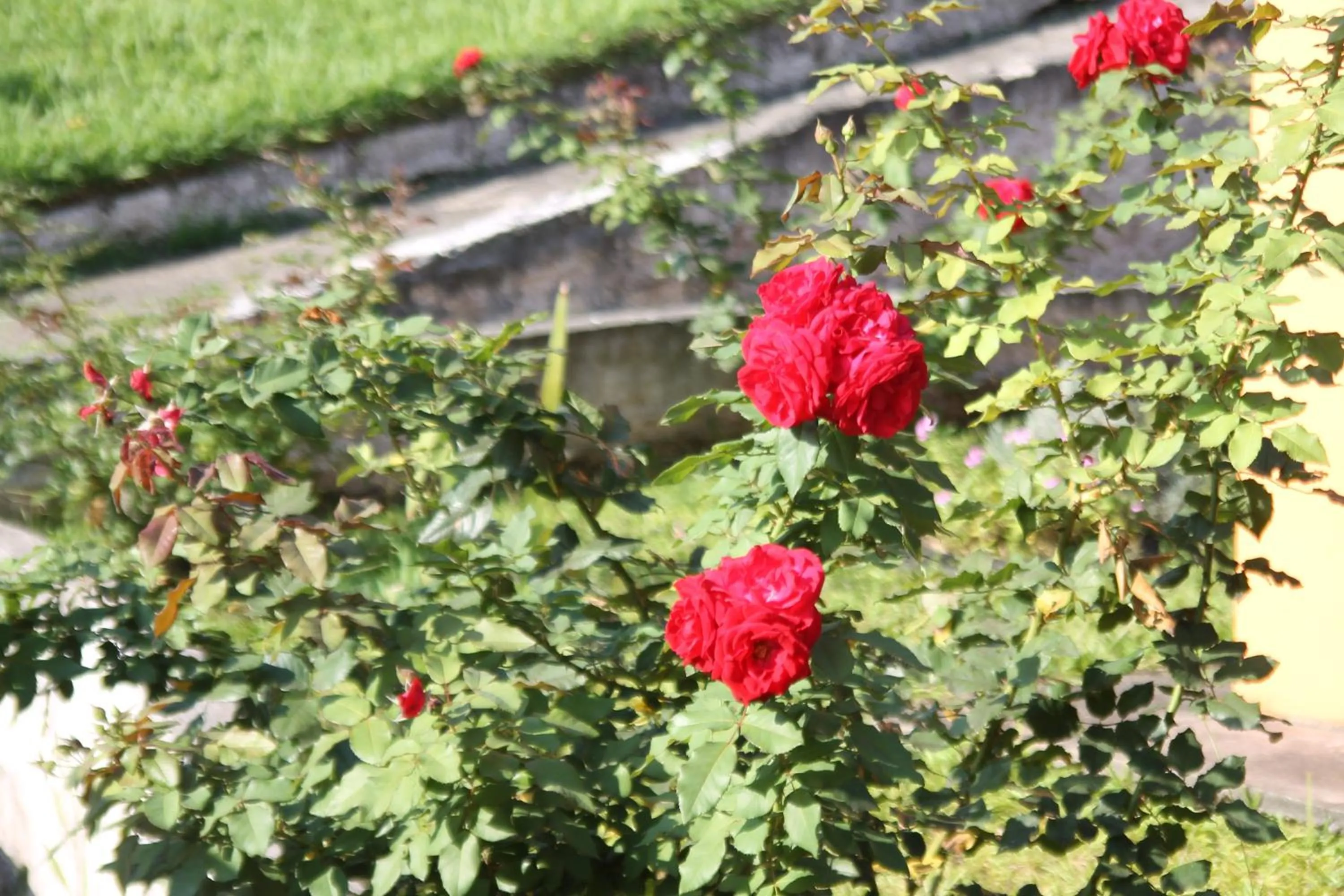 Garden in Pousada Sol do Araçá