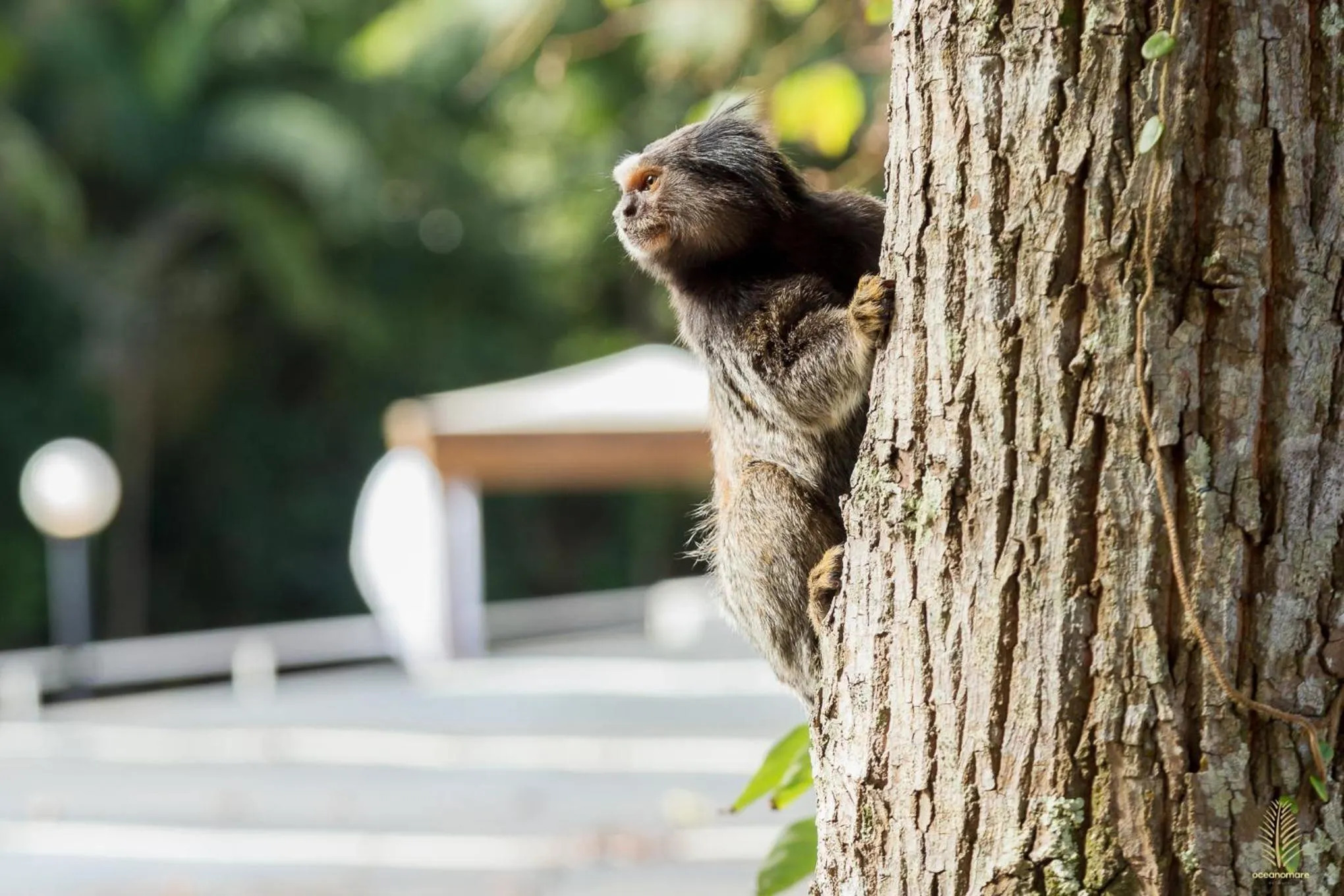 Animals in Eco Hotel Oceanomare