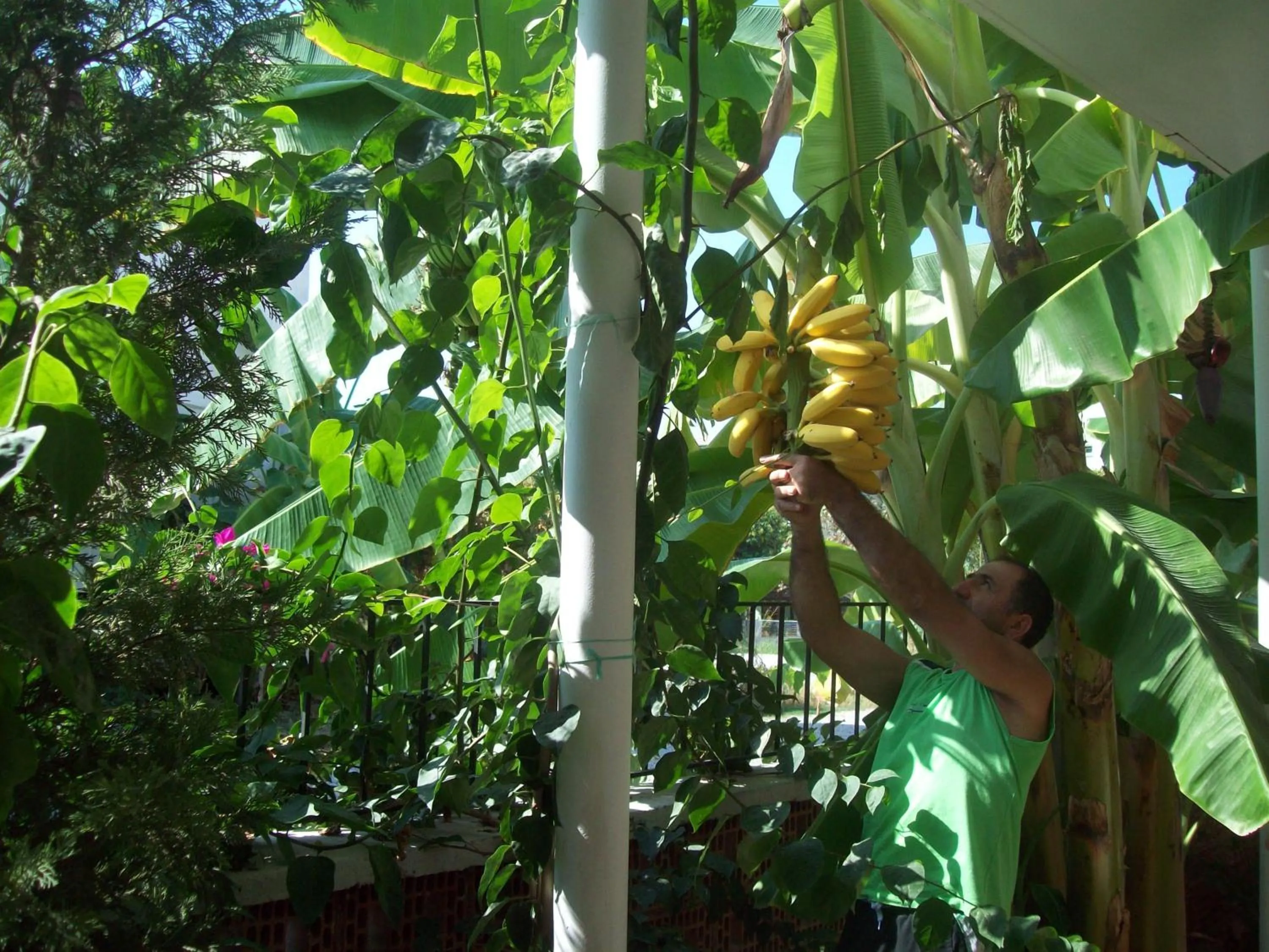 Garden in Hotel Vanilla