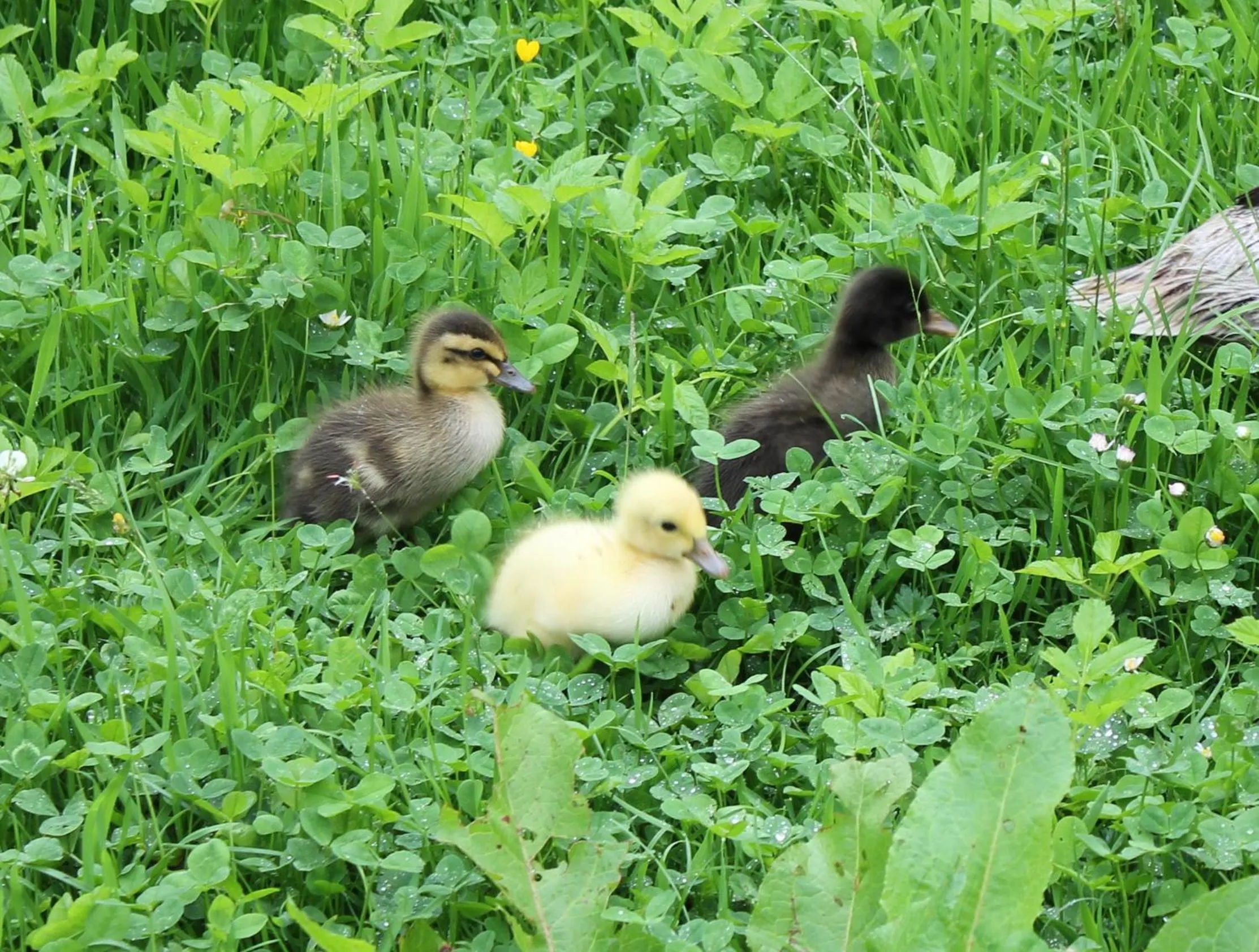 Garden in Hotel Wieser