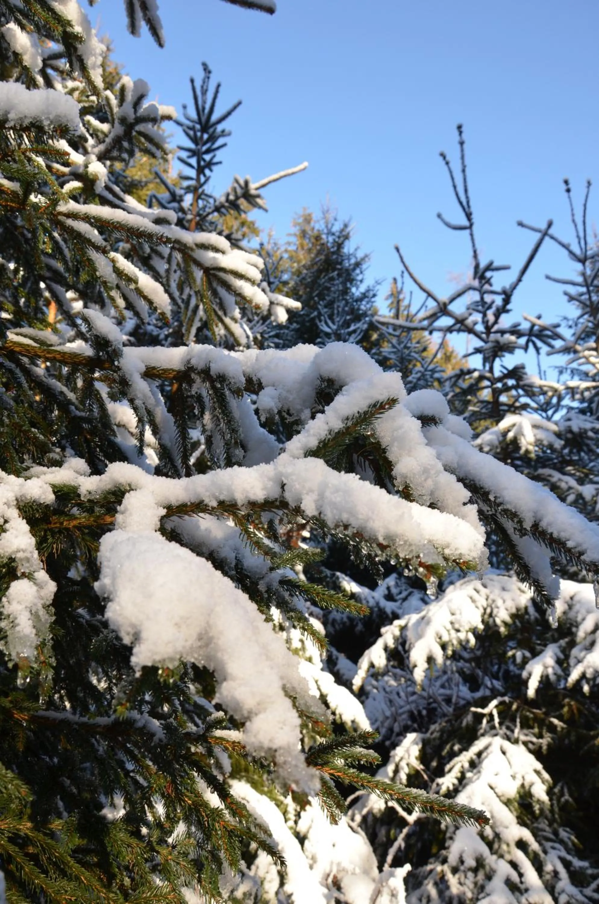 Winter in Hotel Wieser