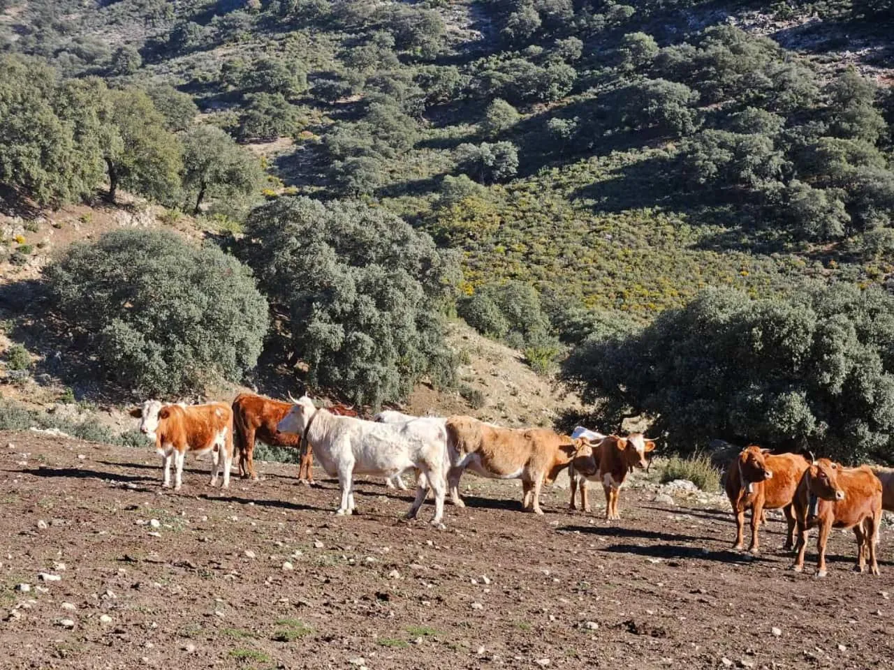 Activities in Cortijo La Presa