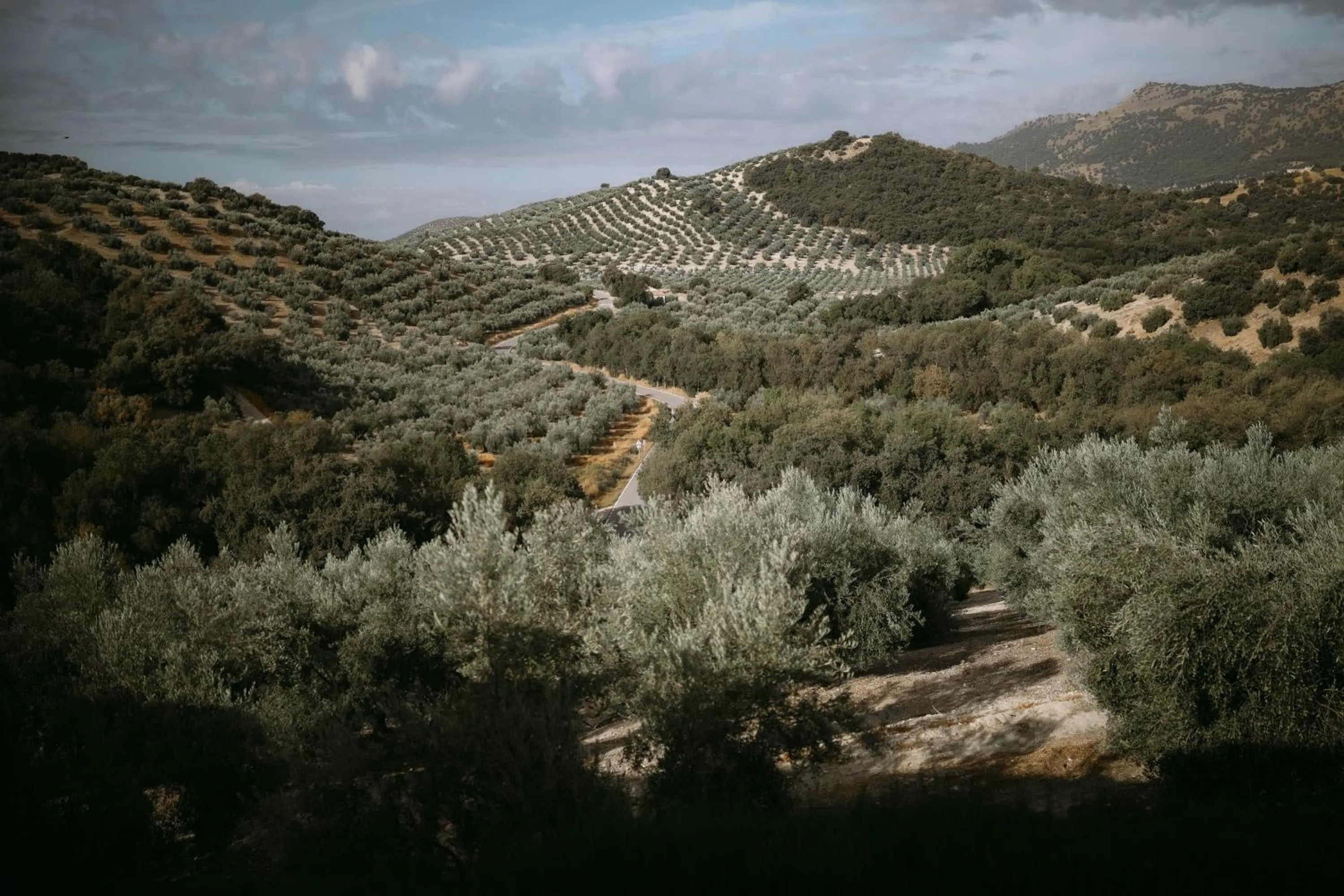 Garden view in Cortijo La Presa