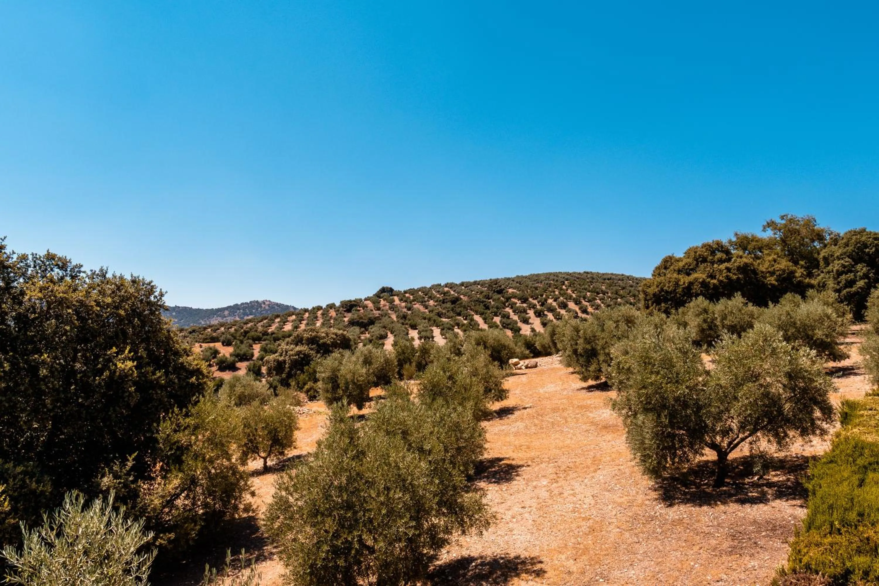 View (from property/room) in Cortijo La Presa
