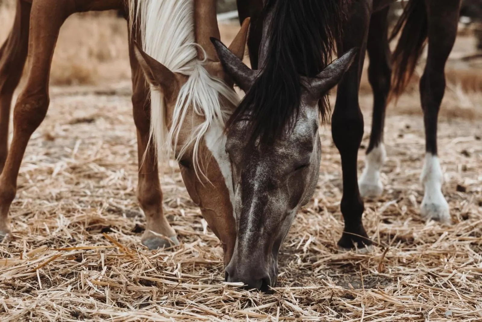 Horse-riding in Cortijo La Presa