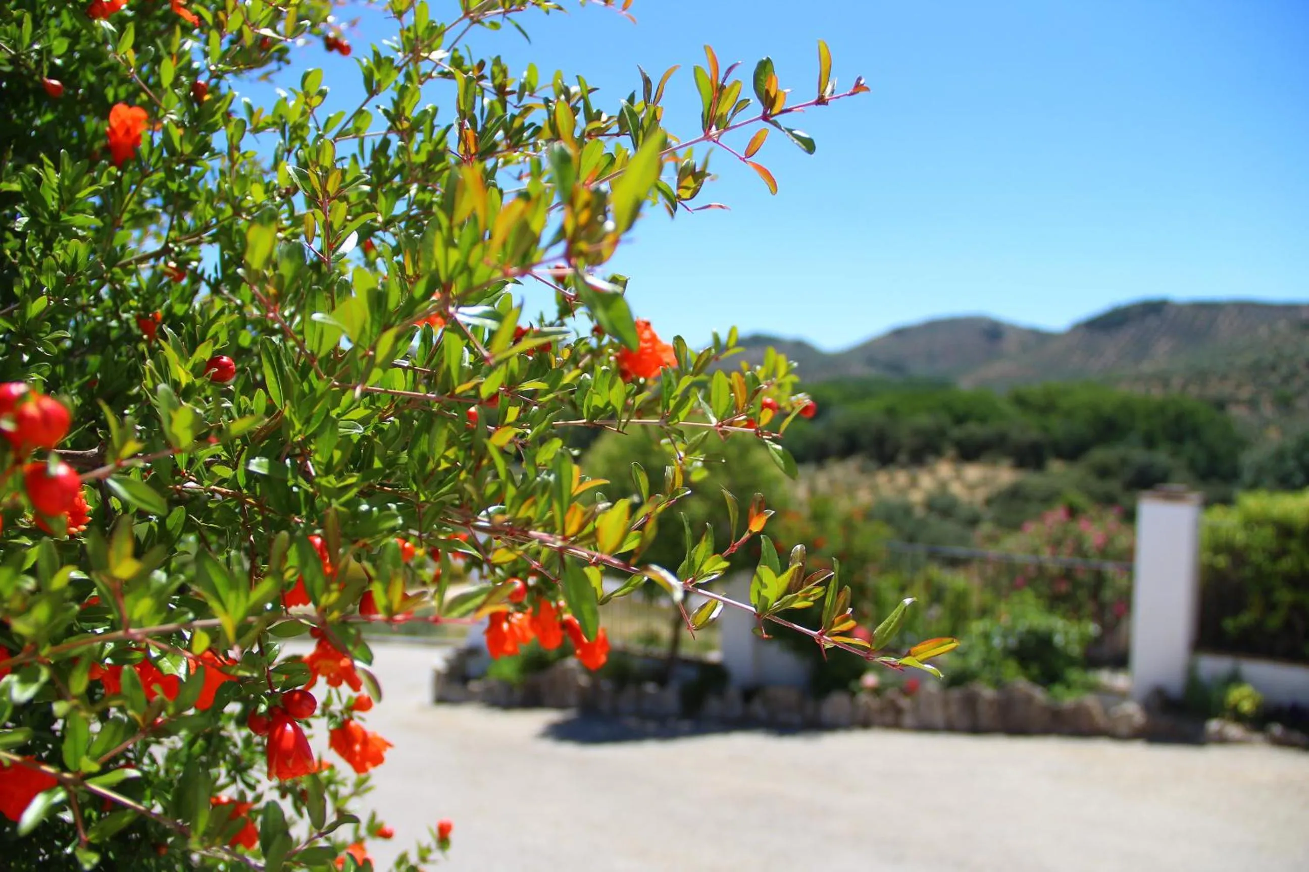 Mountain view in Cortijo La Presa