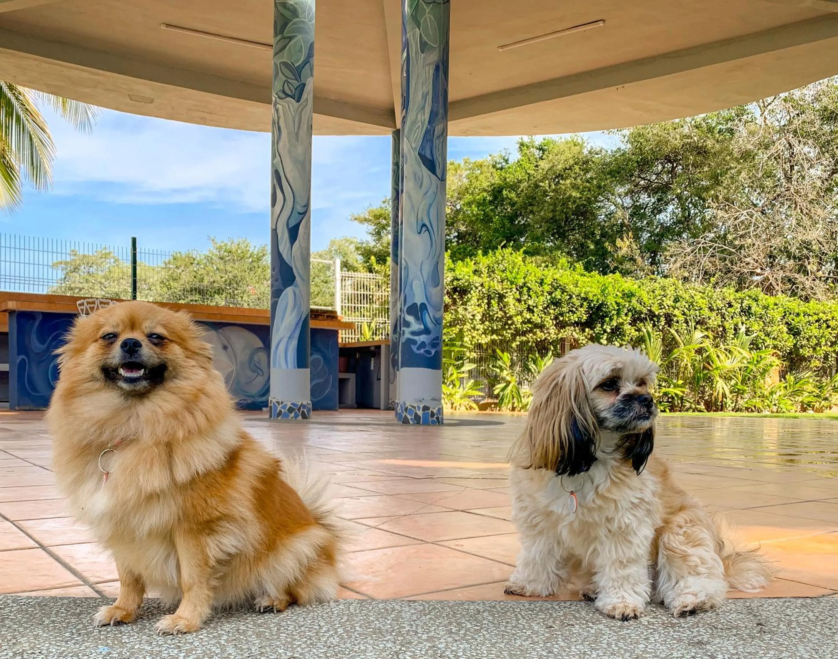 pet friendly in Puerto de Luna Pet Friendly and Family Suites