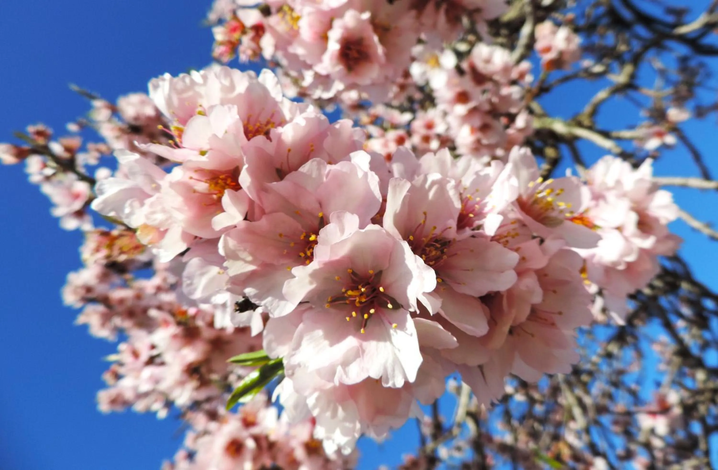 Nearby landmark in Marblau Mallorca