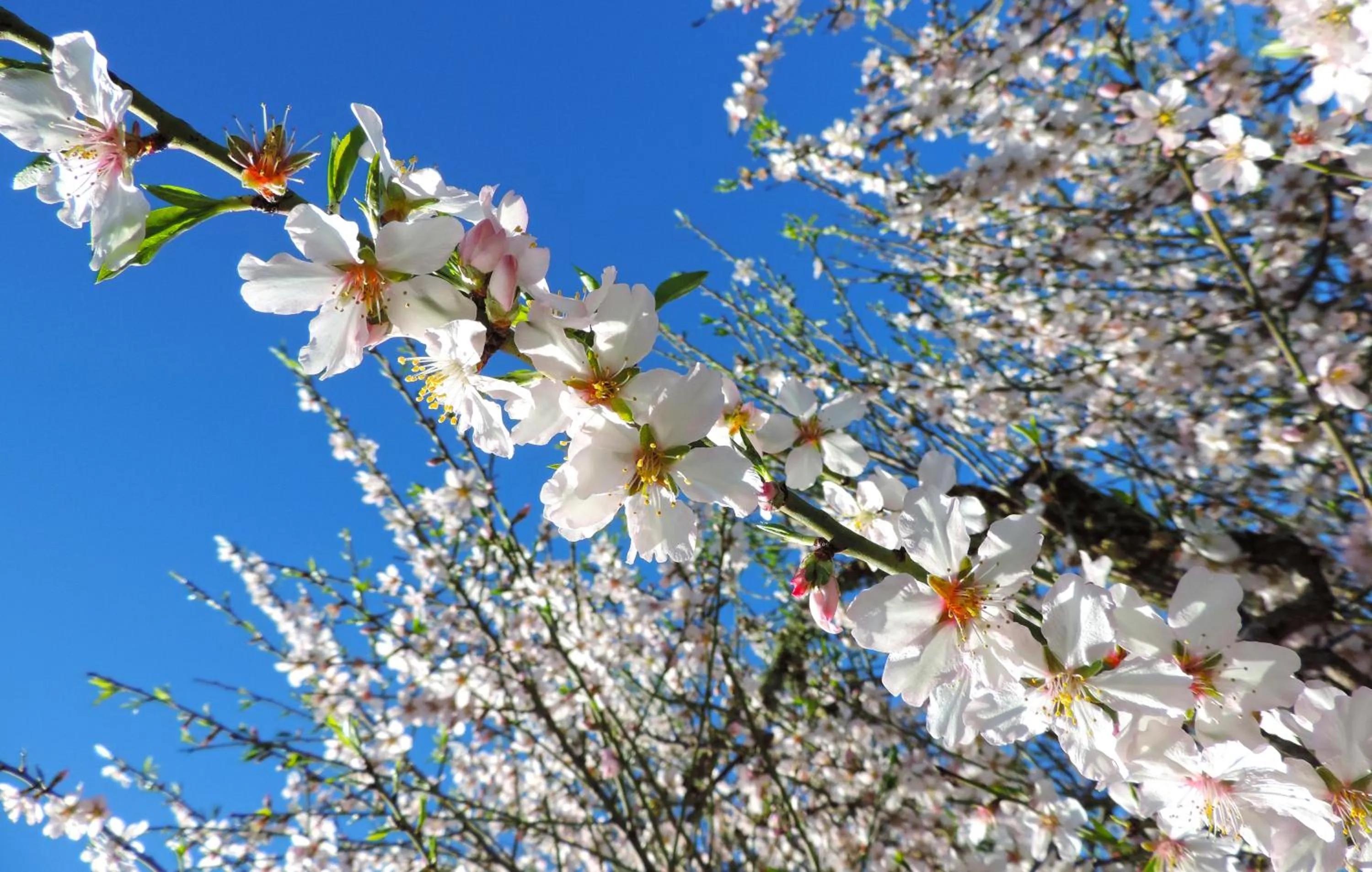 Nearby landmark in Marblau Mallorca