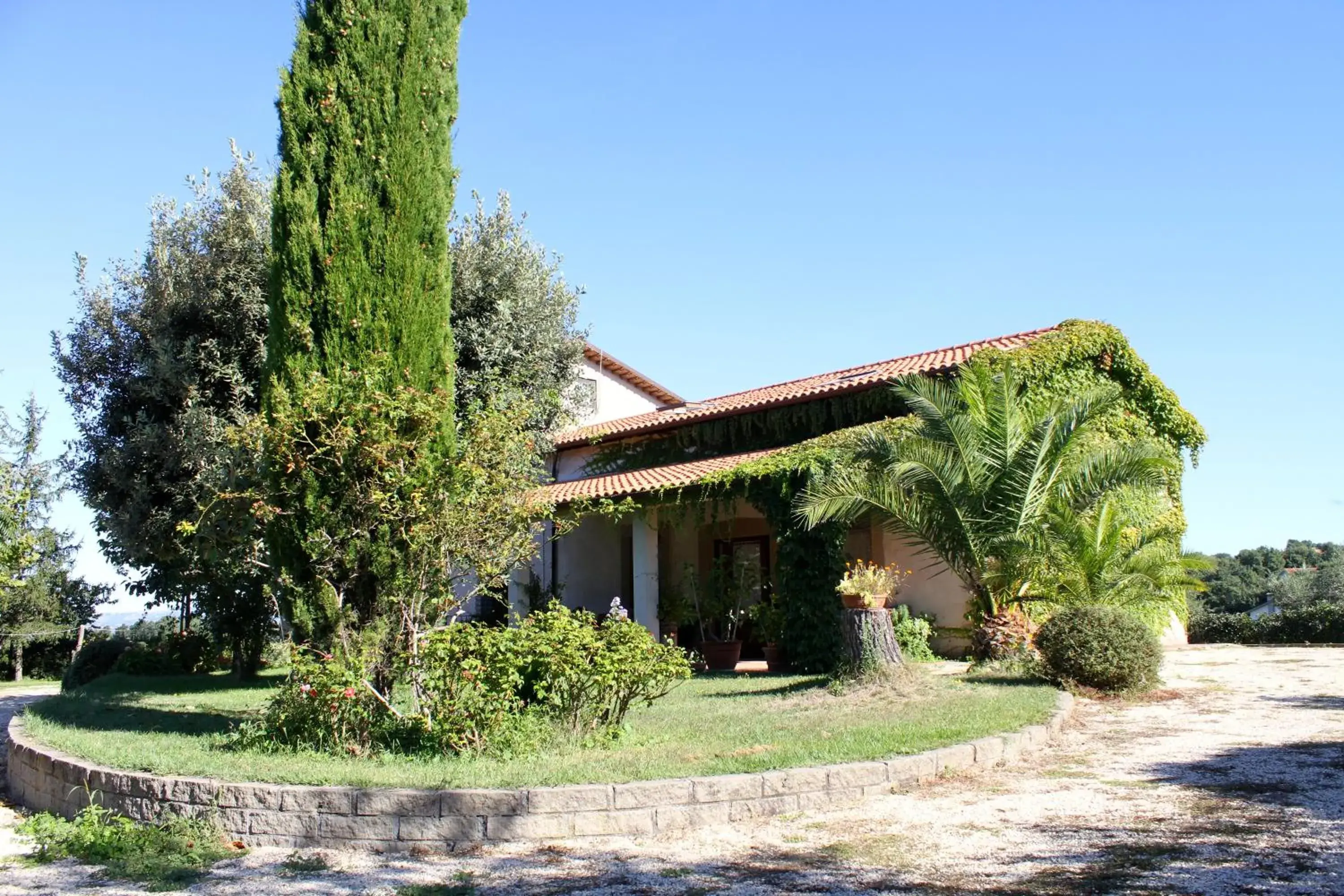 Vecchio olmo Vecchio olmo