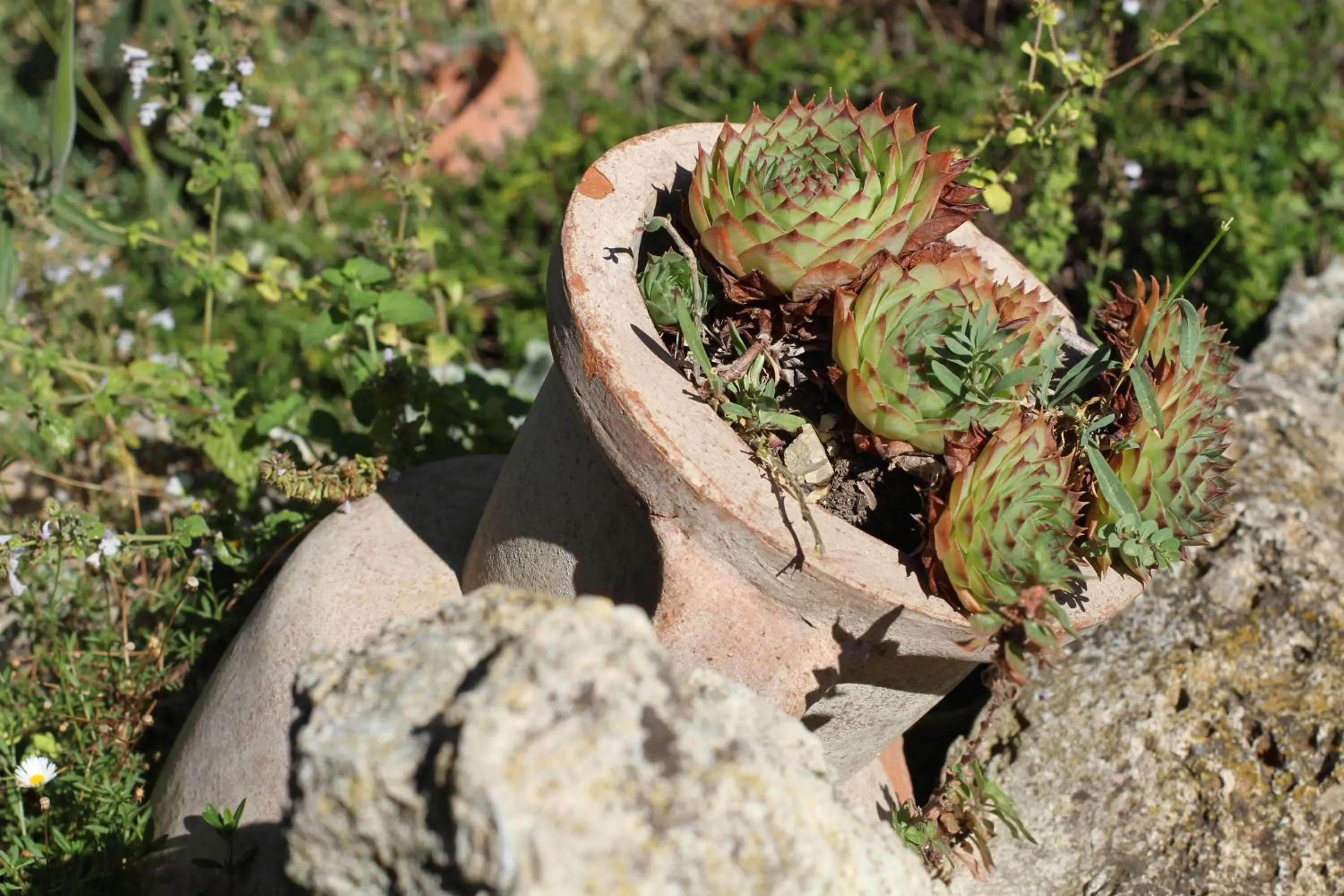 Garden in Vecchio olmo
