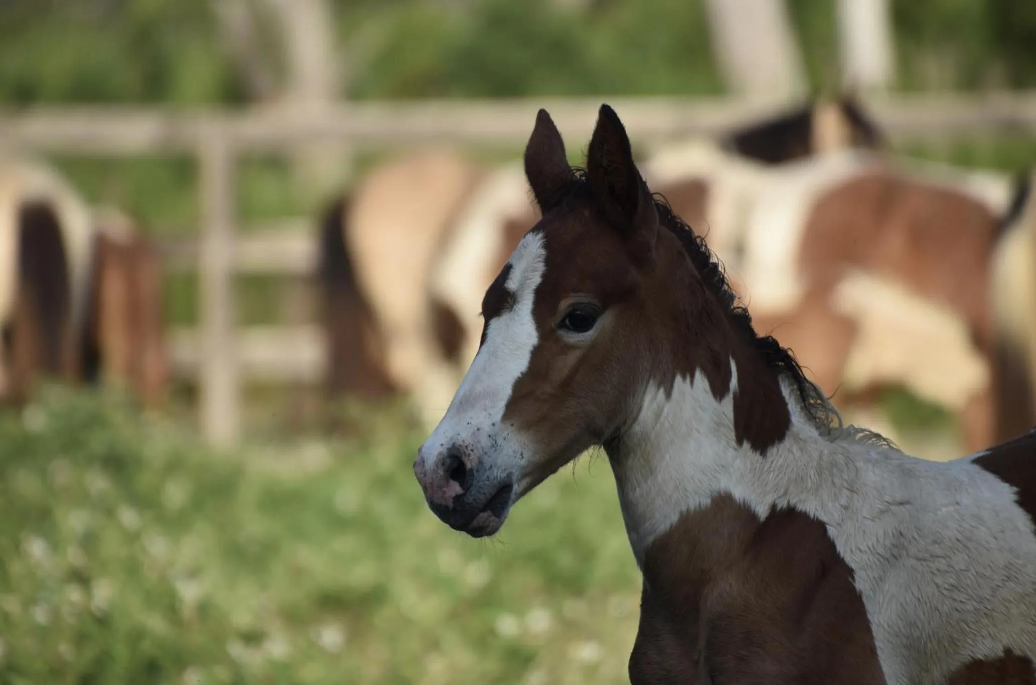 Animals in Key West Cottages