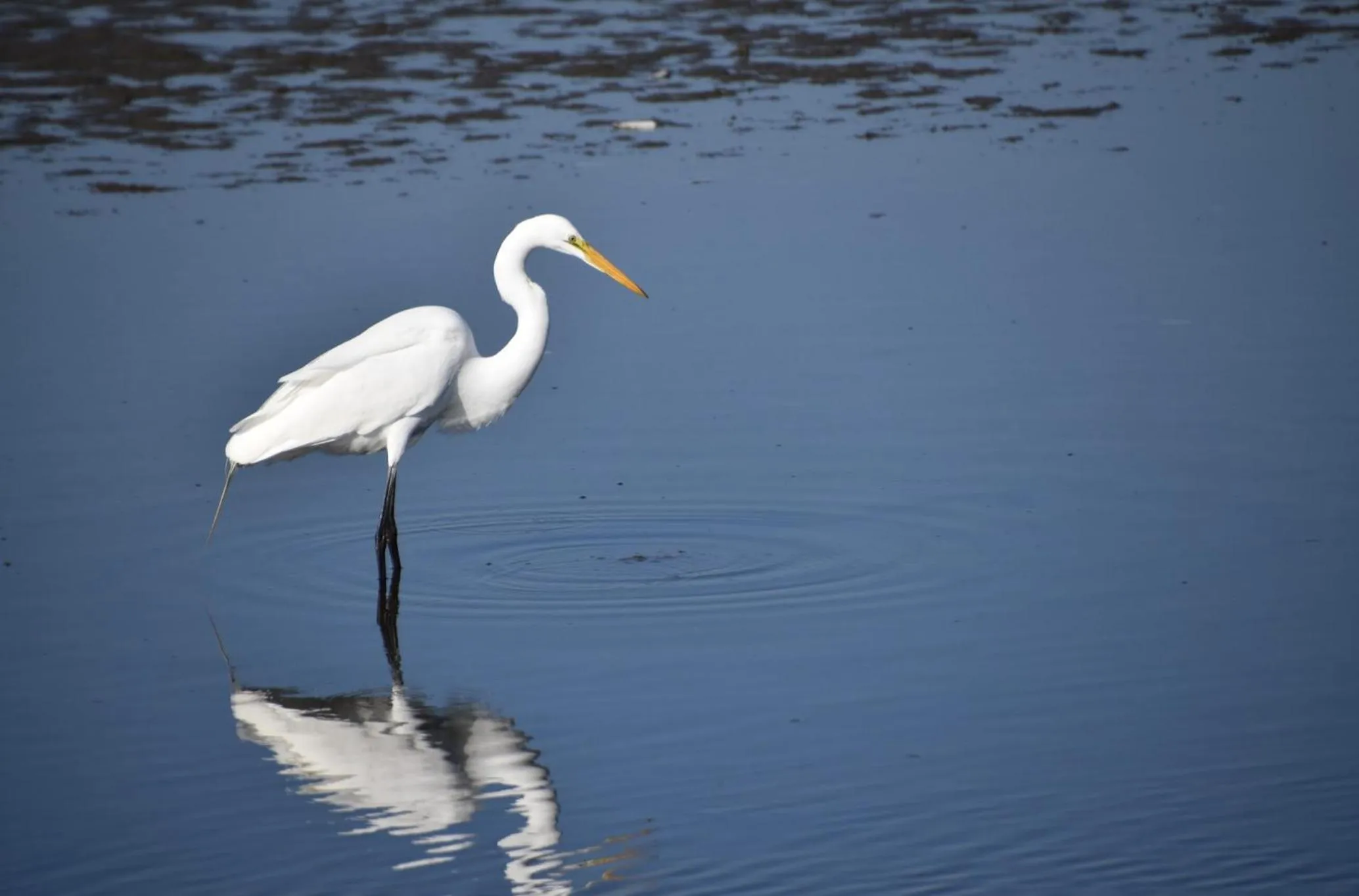 Day in Key West Cottages