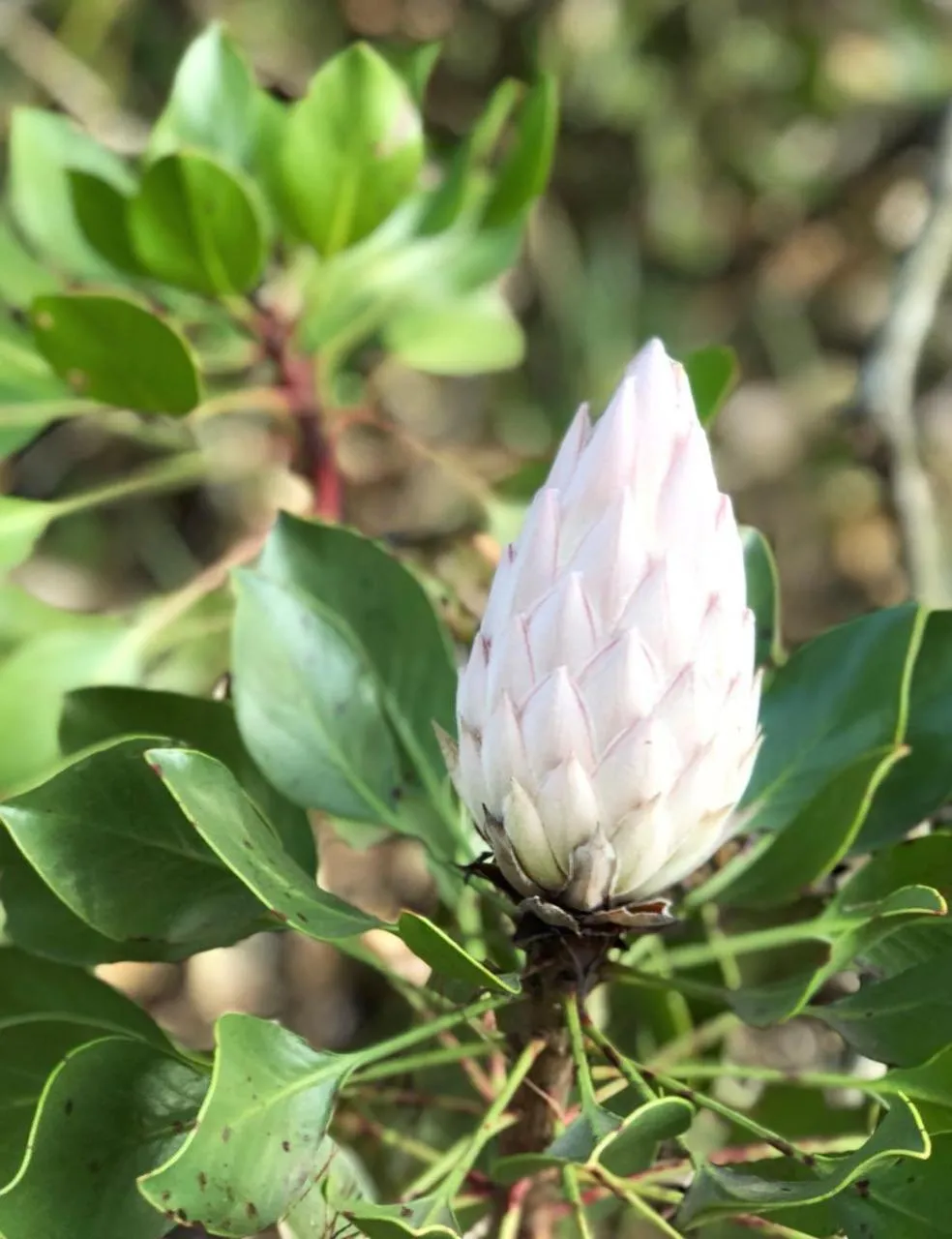 Garden in Curry's Post Bed & Breakfast