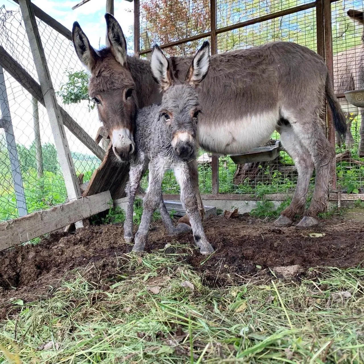 Animals in Agriturismo La Mussia