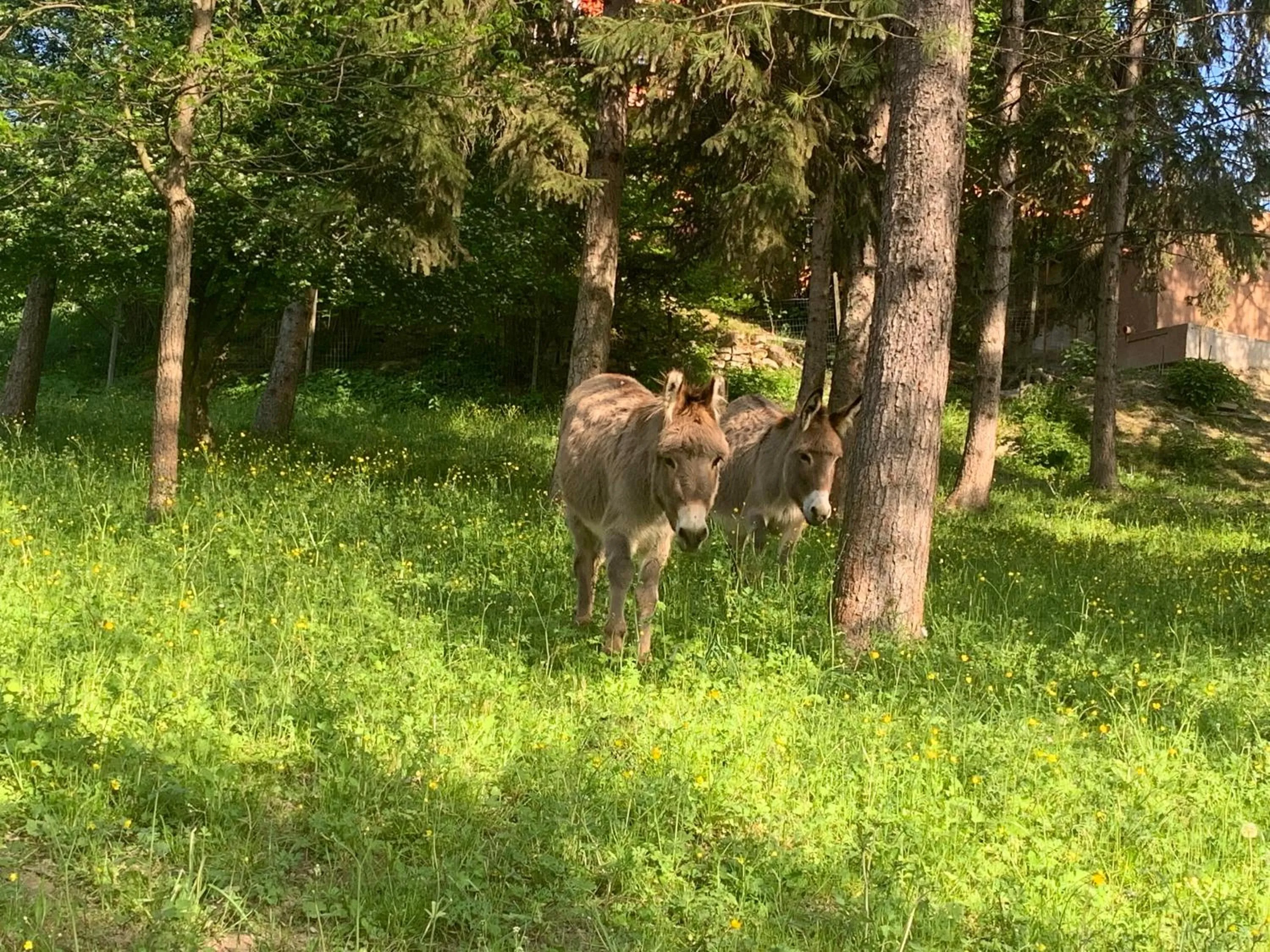 Animals in Agriturismo La Mussia