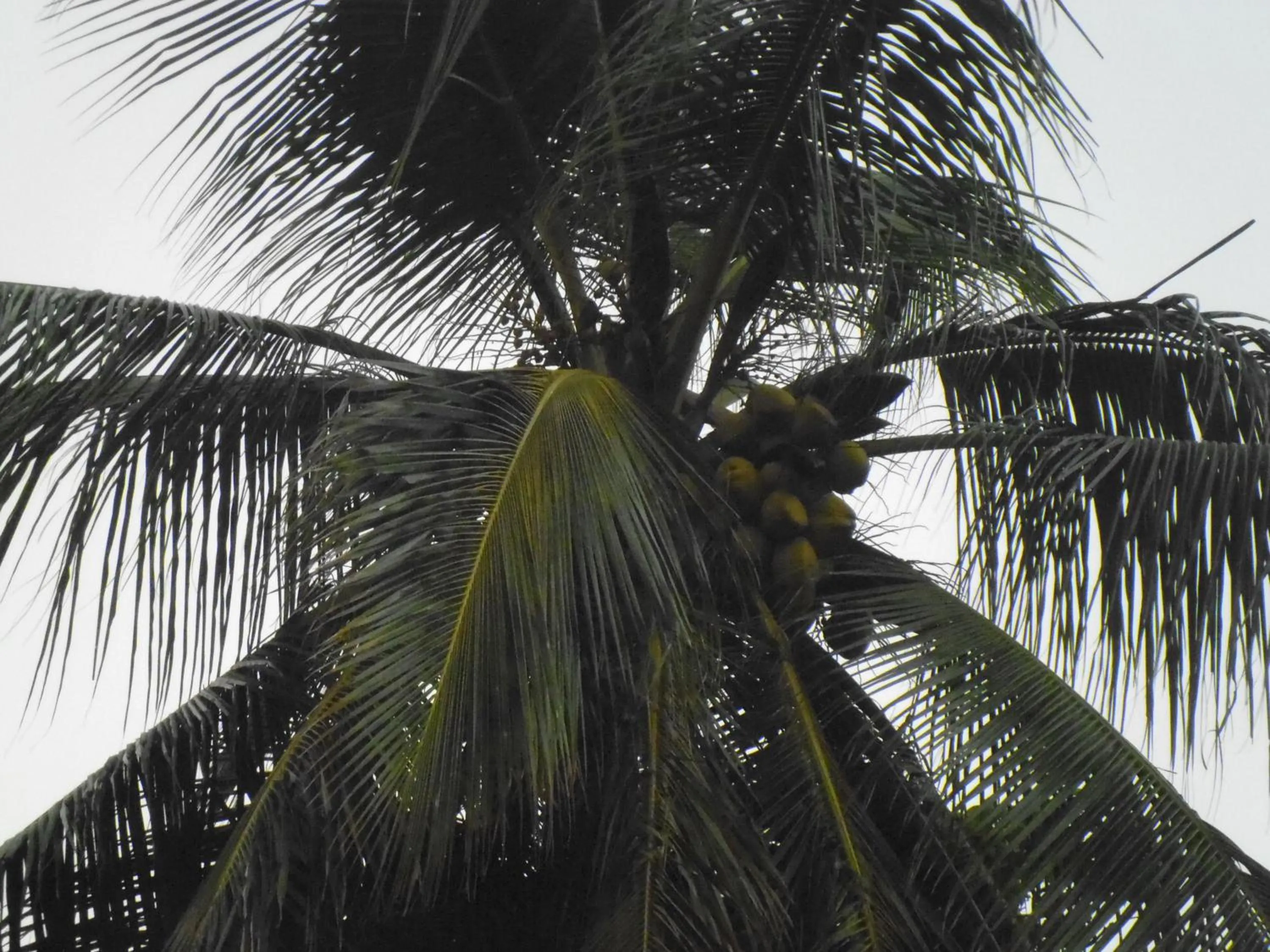 Garden in Mama's Hostel by Taprobane