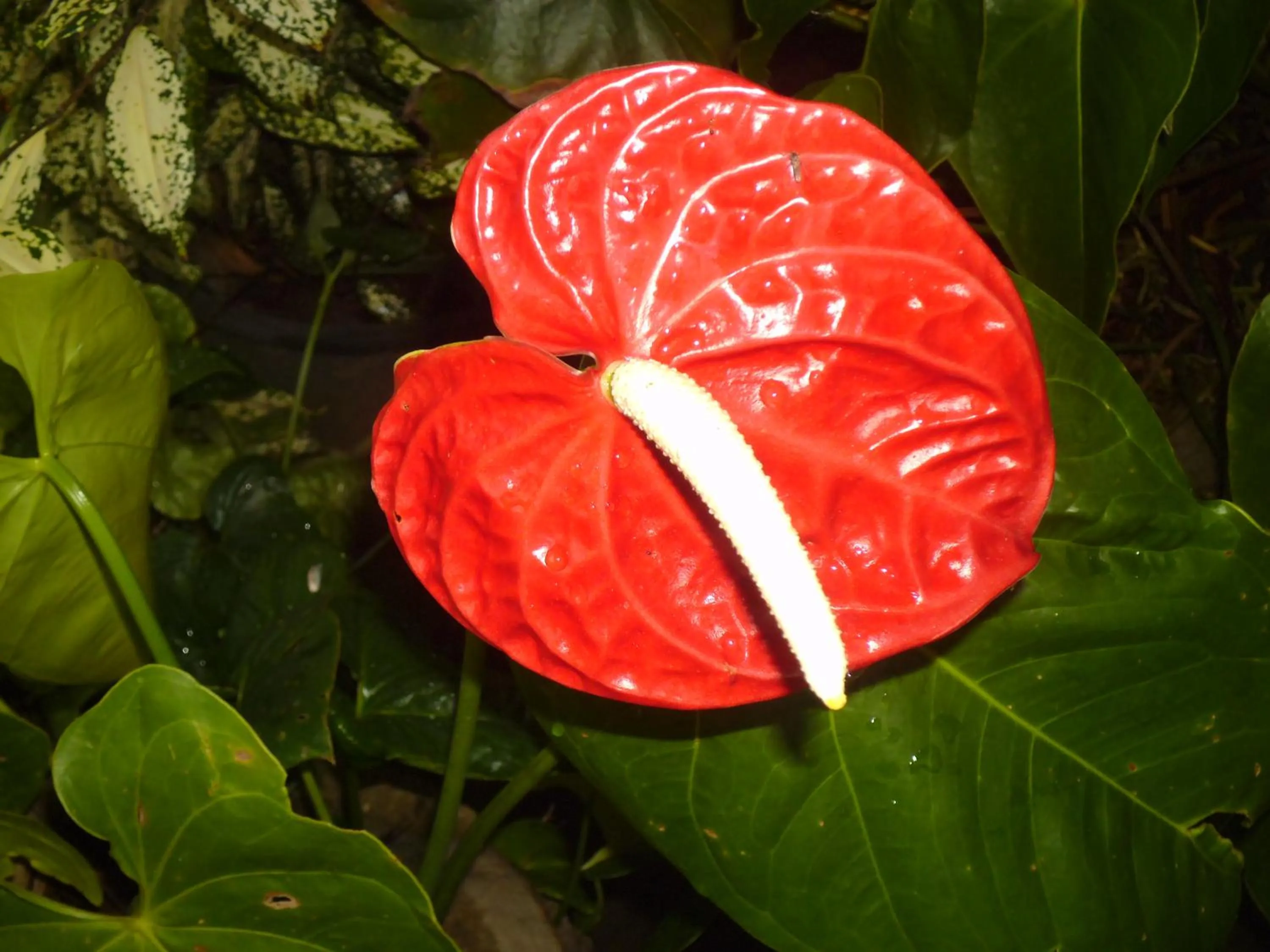 Garden in Mama's Hostel by Taprobane