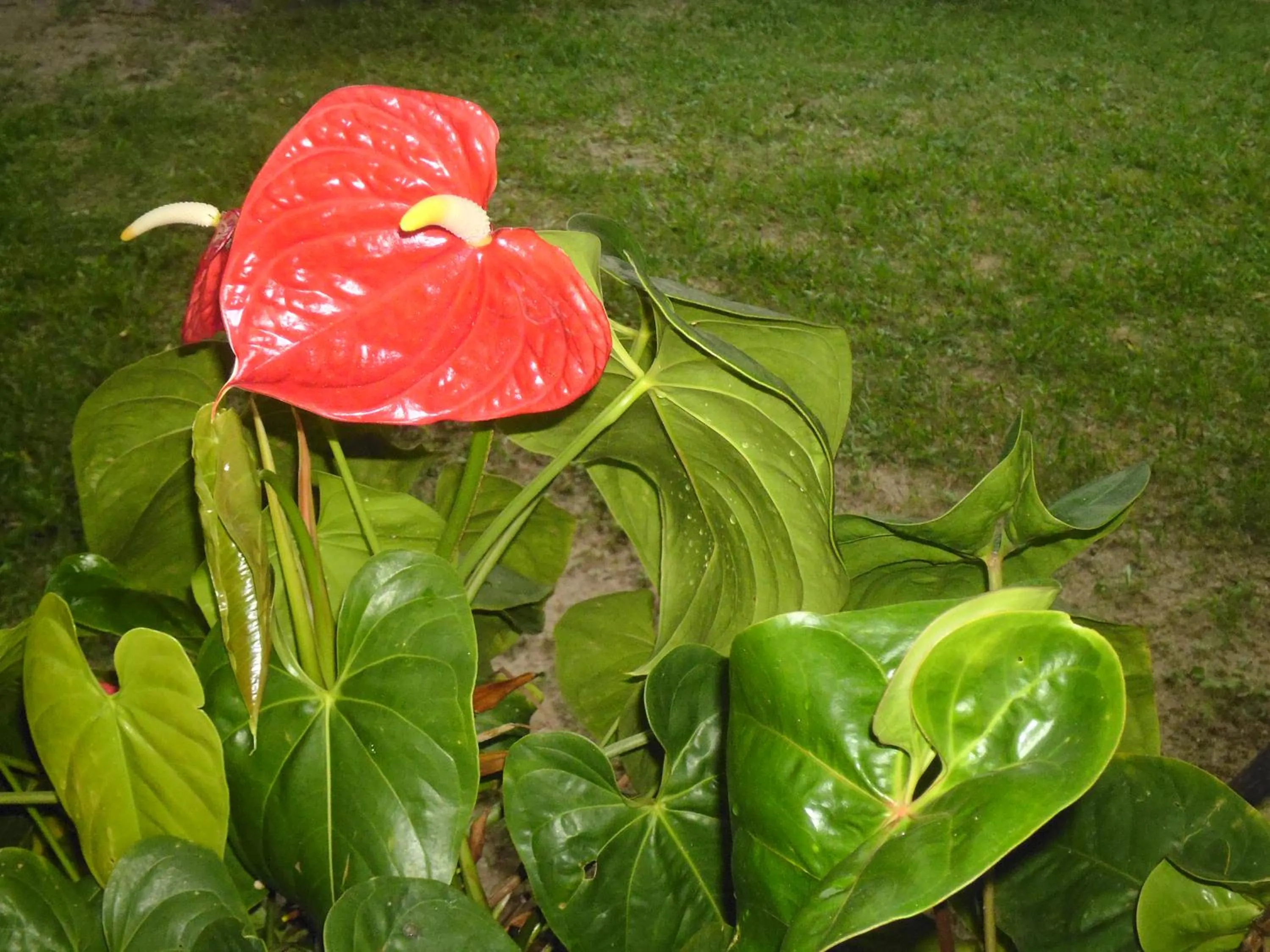 Garden in Mama's Hostel by Taprobane