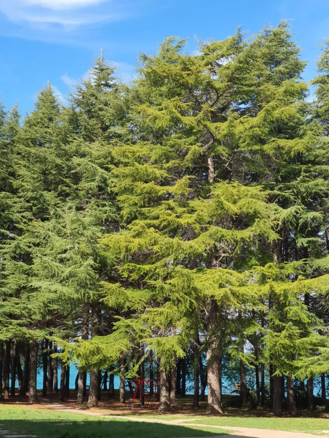 Neighbourhood in Family Bungalow Pineta