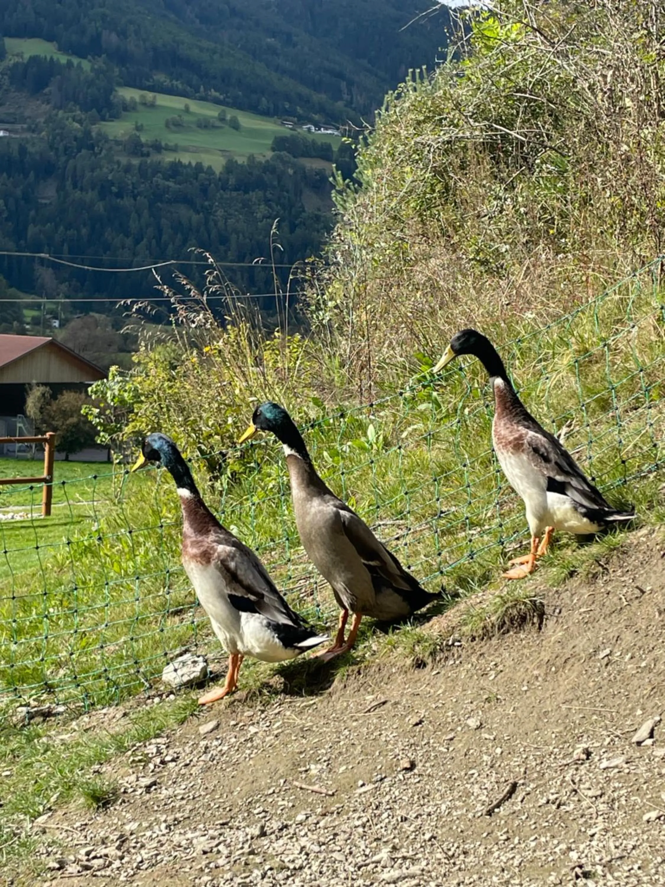 Animals in Hotel Larch