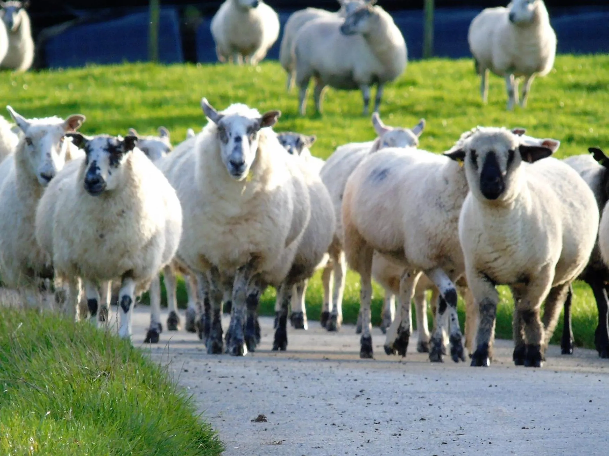 Animals in Pwllgwilym B & B