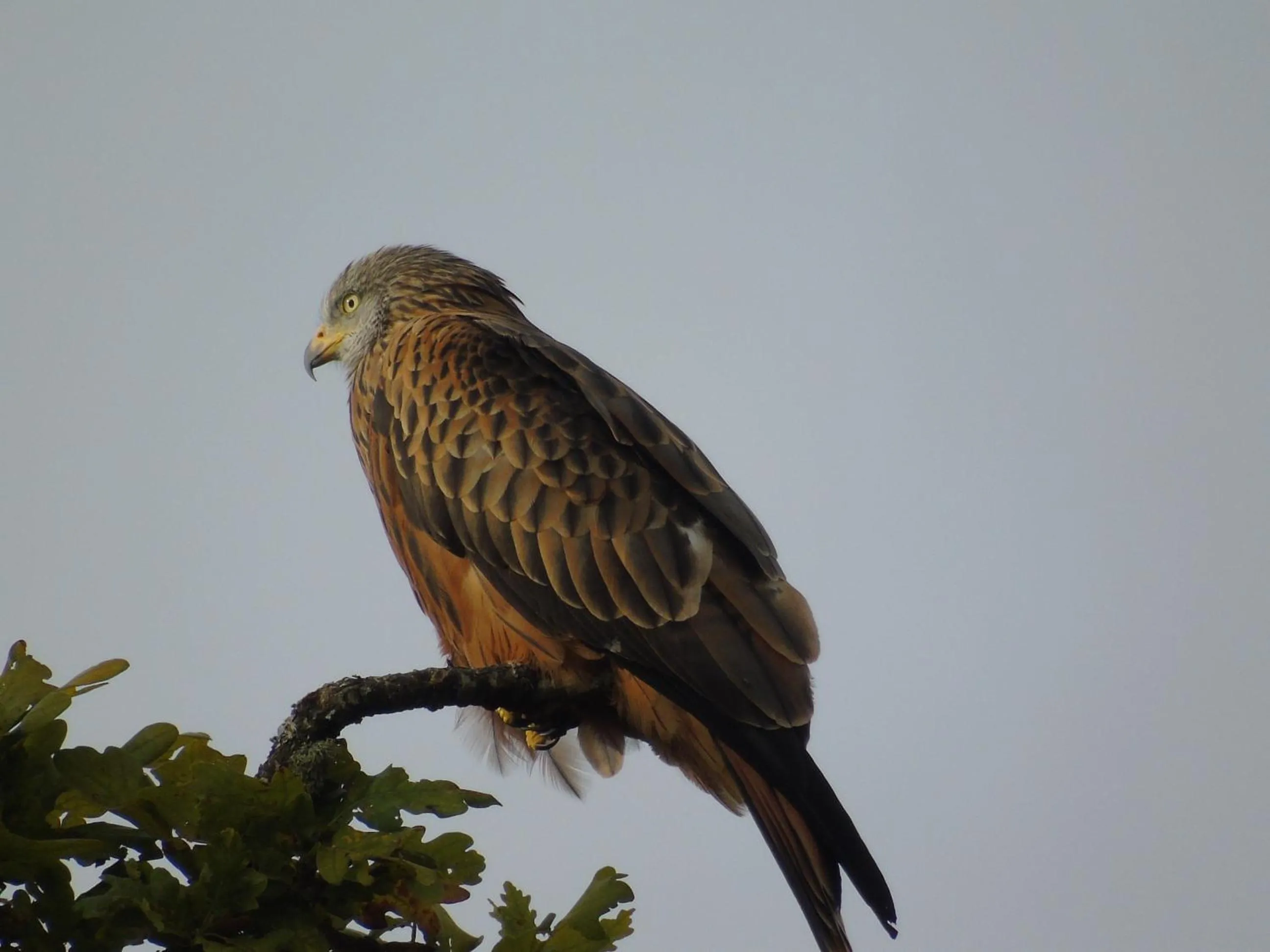 Animals in Pwllgwilym B & B